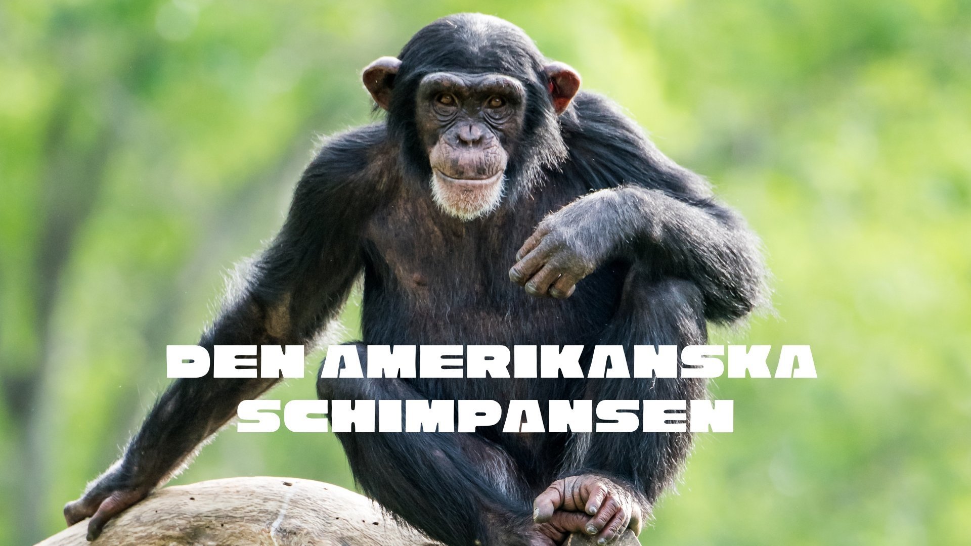 Den amerikanska schimpansen
