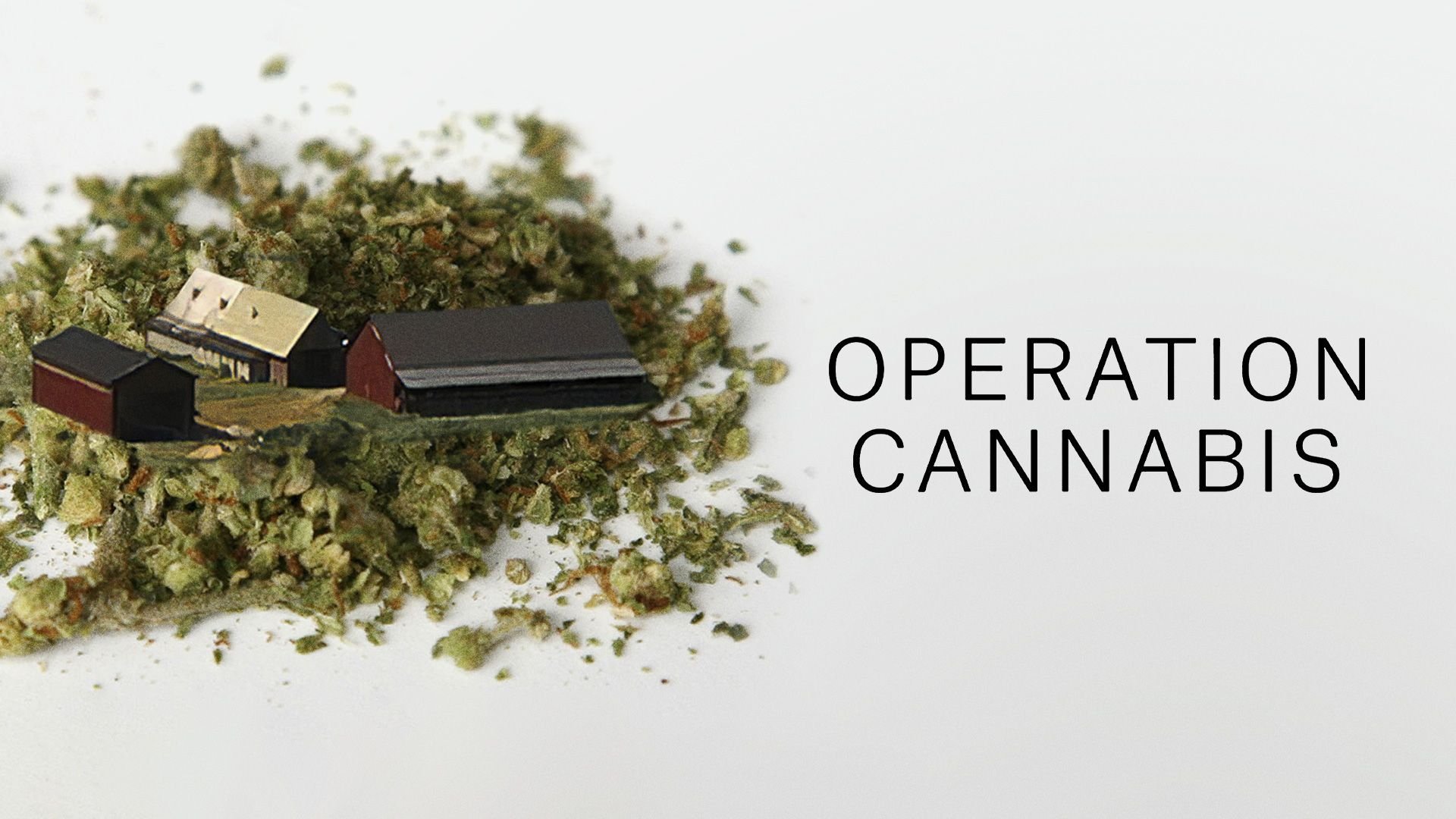 Operation Cannabis