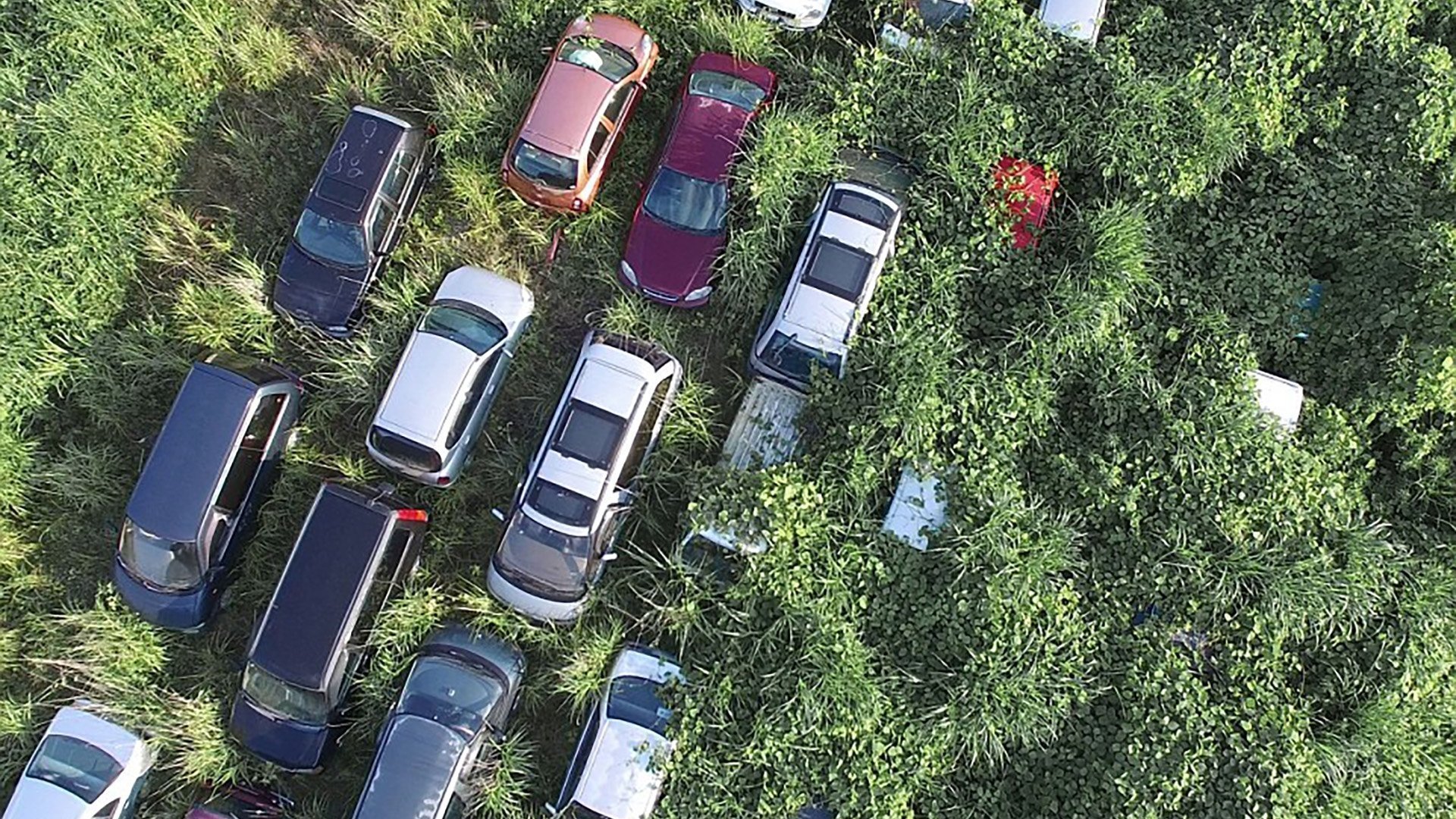 Djurlivet som frodas efter katastrofen