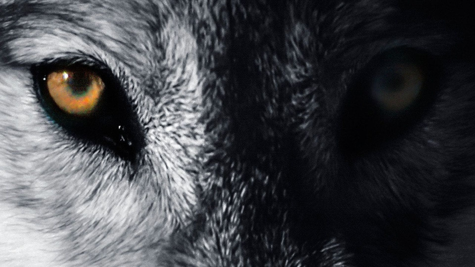 Medicine of the Wolf