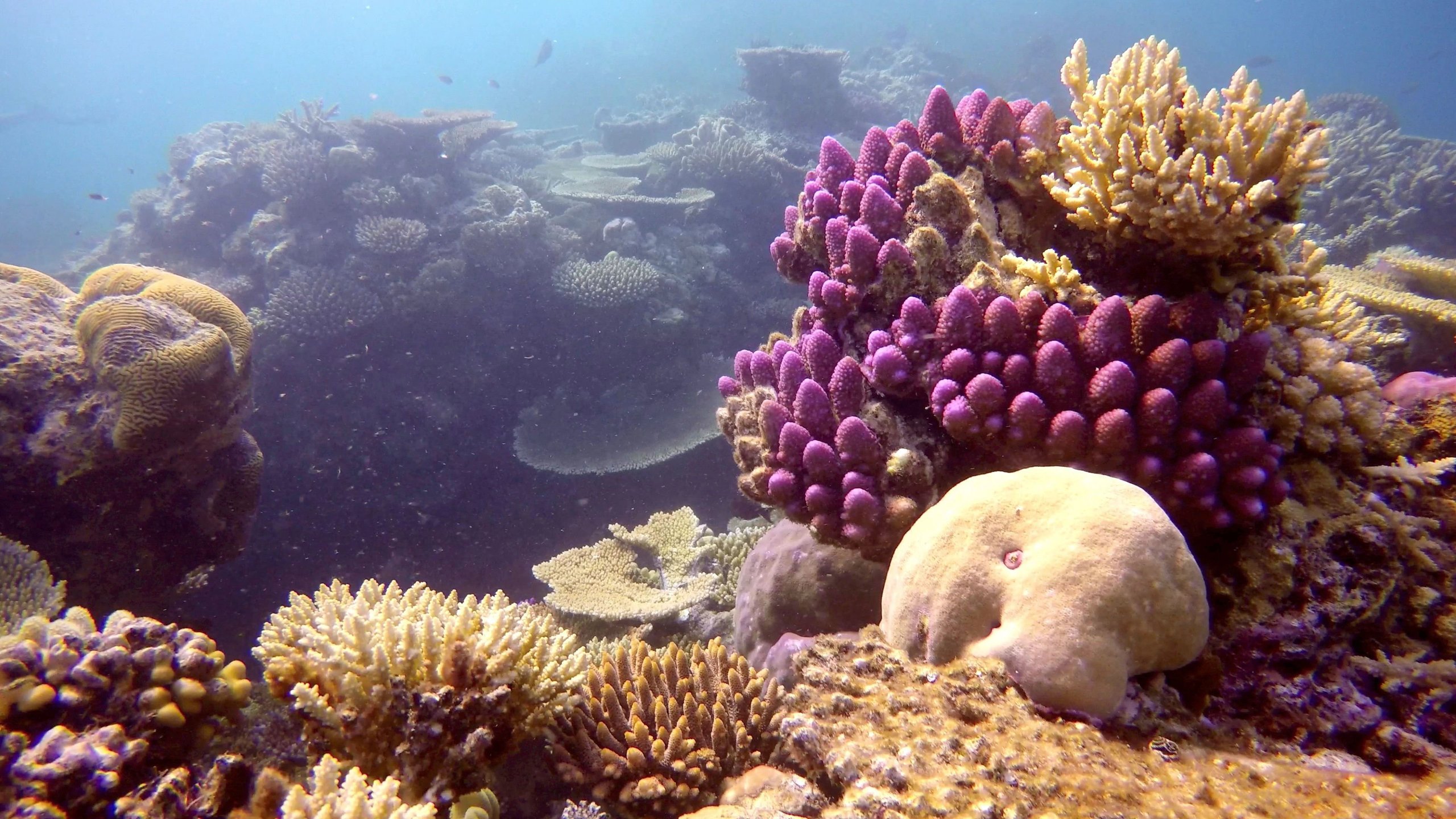 Great Barrier Reef