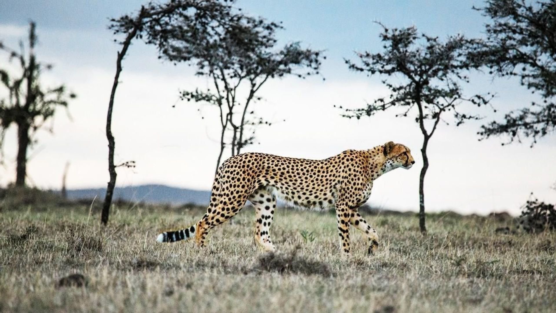 Människan och geparden