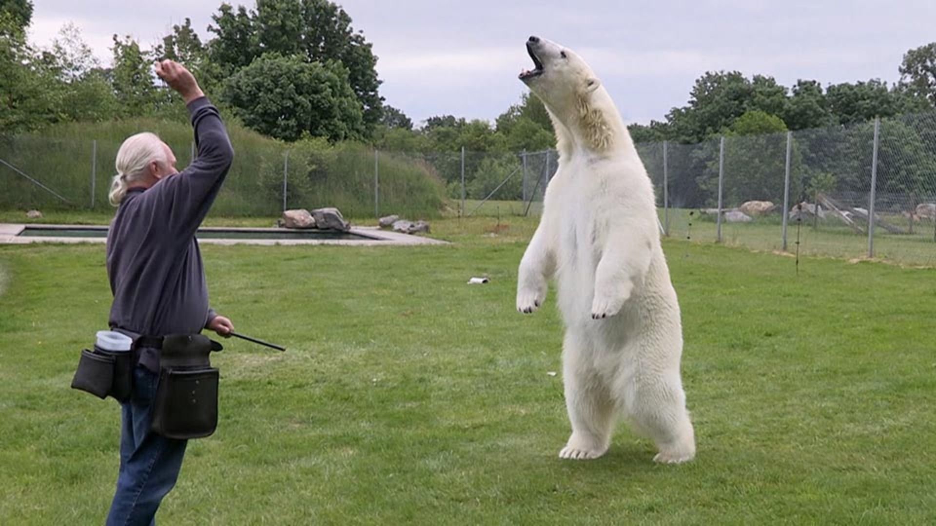 1. Lions and Bison and Bears!