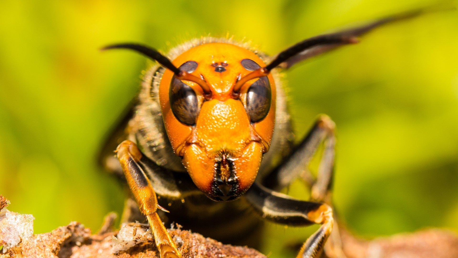 Asia's Killer Hornets
