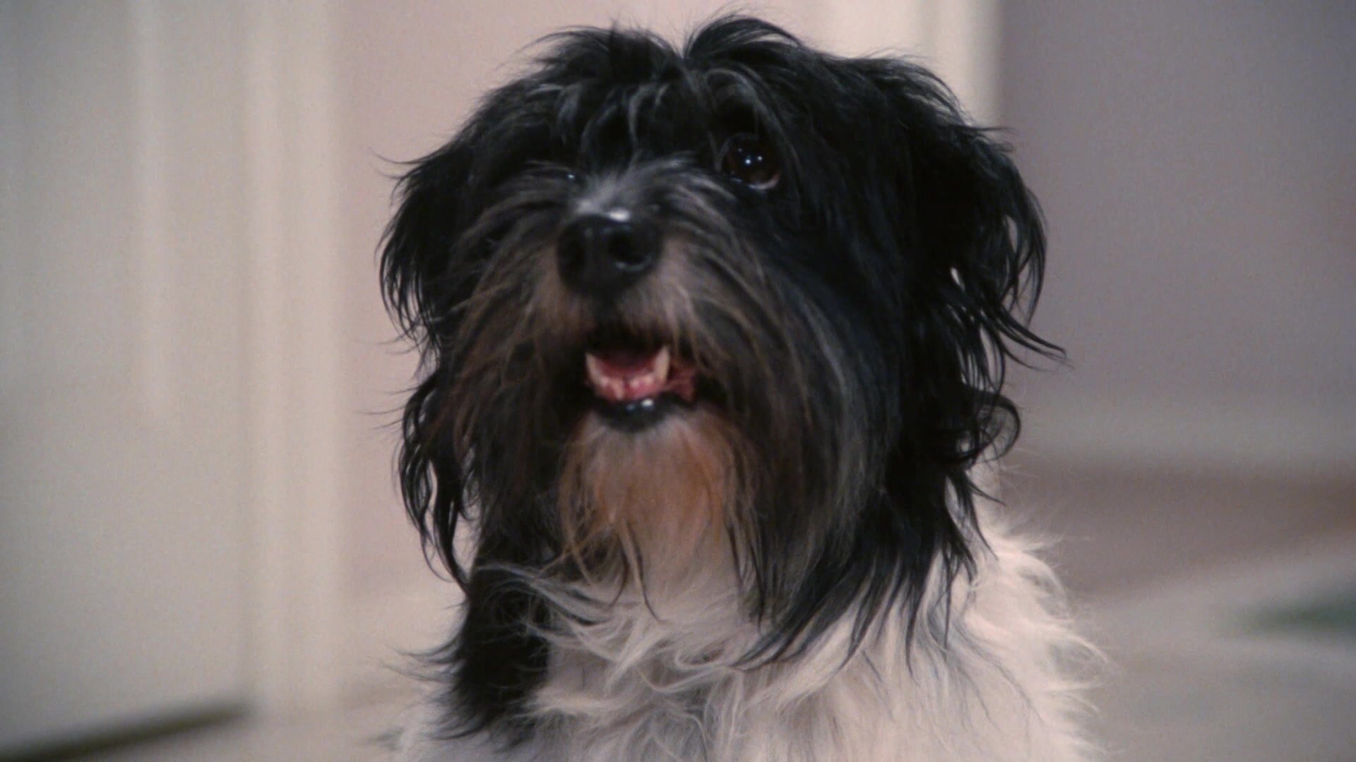 23. A Pig is a Boy is a Dog