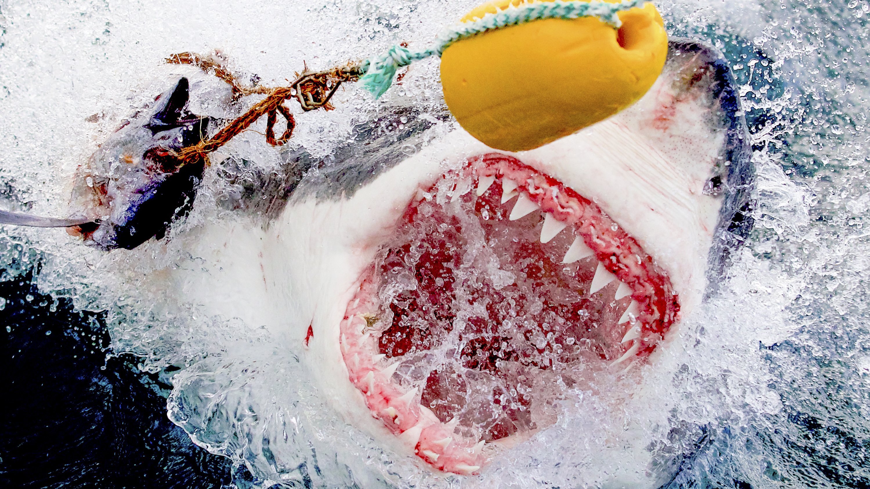 Air Jaws: Going For Gold