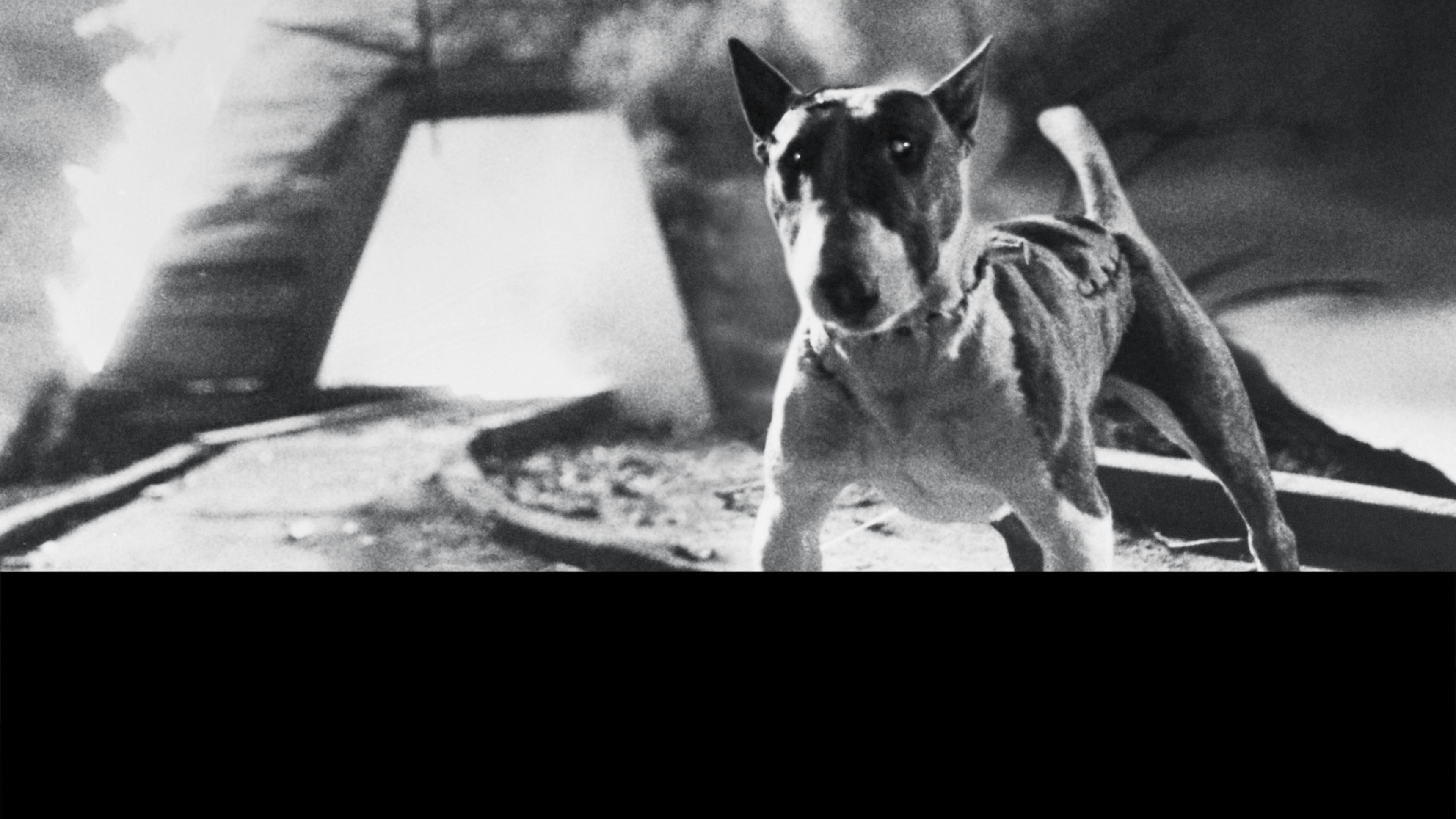 Frankenweenie