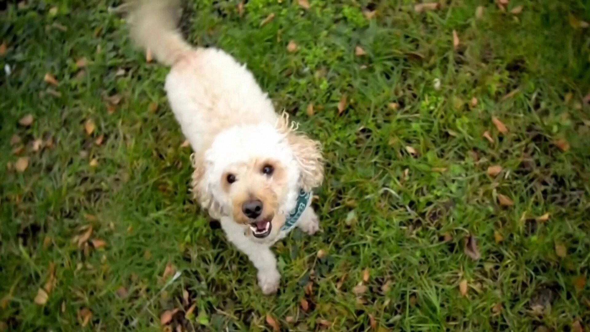 31. Barking Dogs And Sloth Buffets