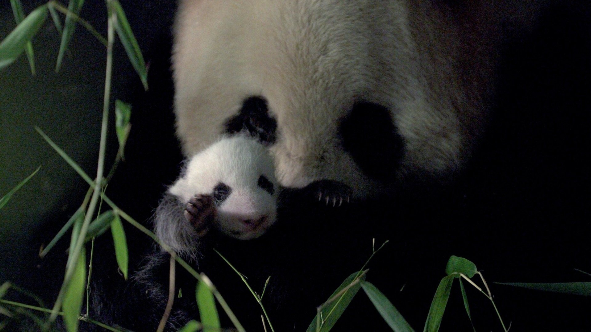 1. Pandans rike
