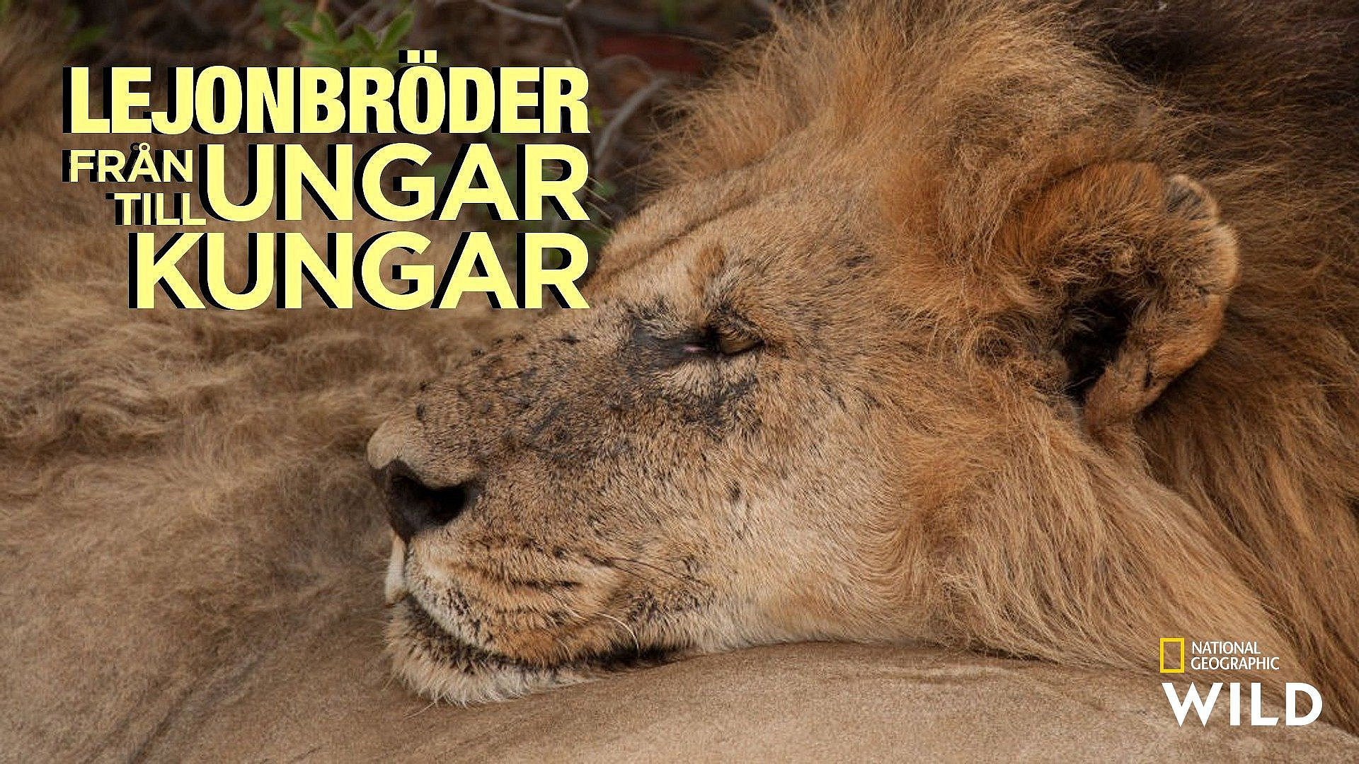 Lejonbröder: Från ungar till kungar