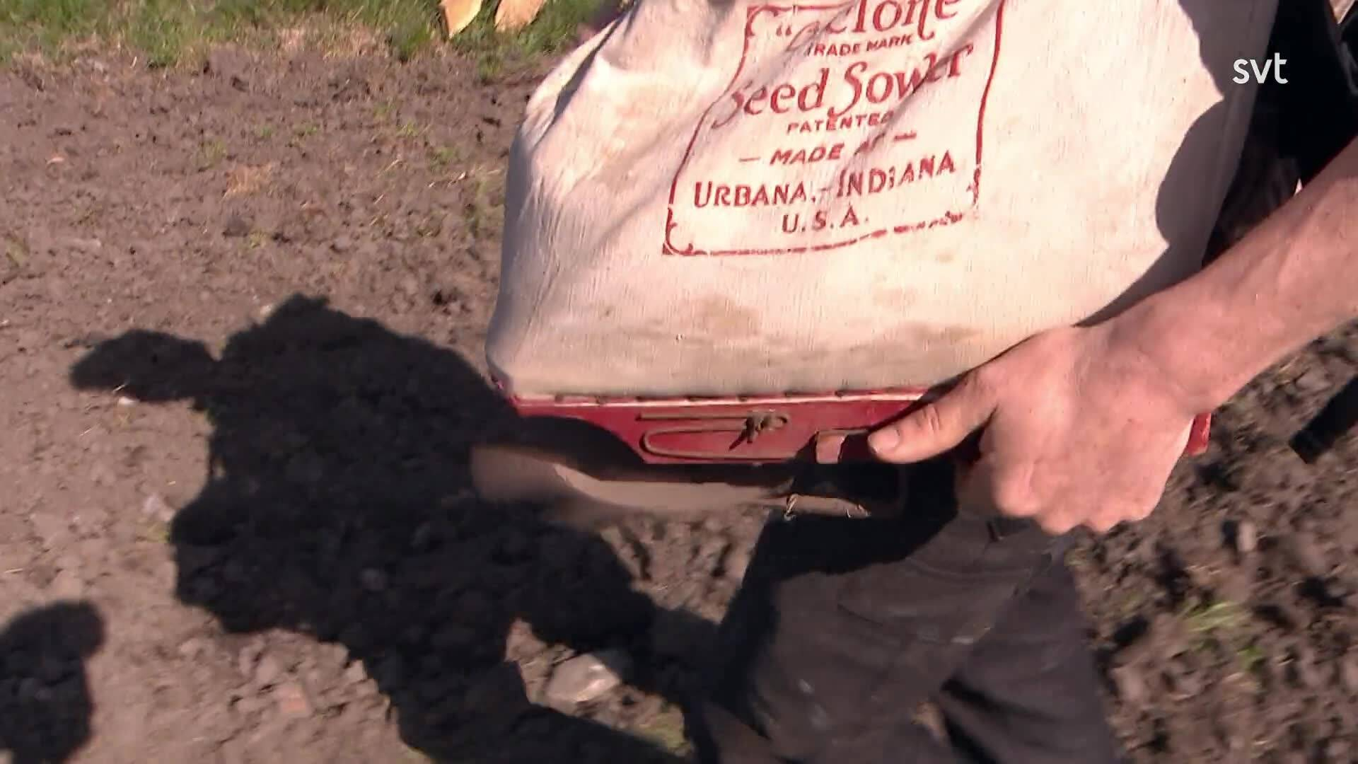 10. Valpar och storkar