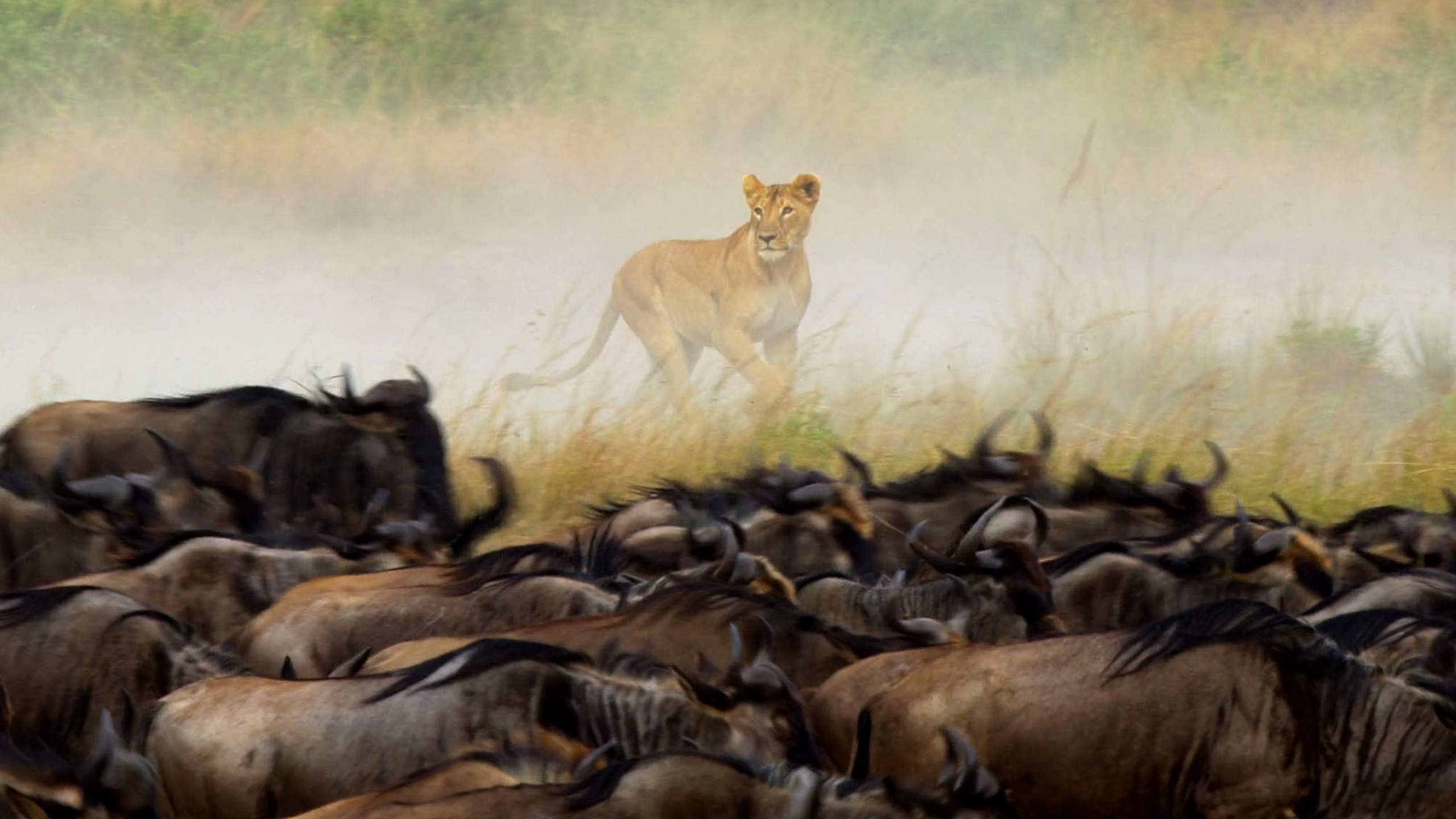1. Big Cats