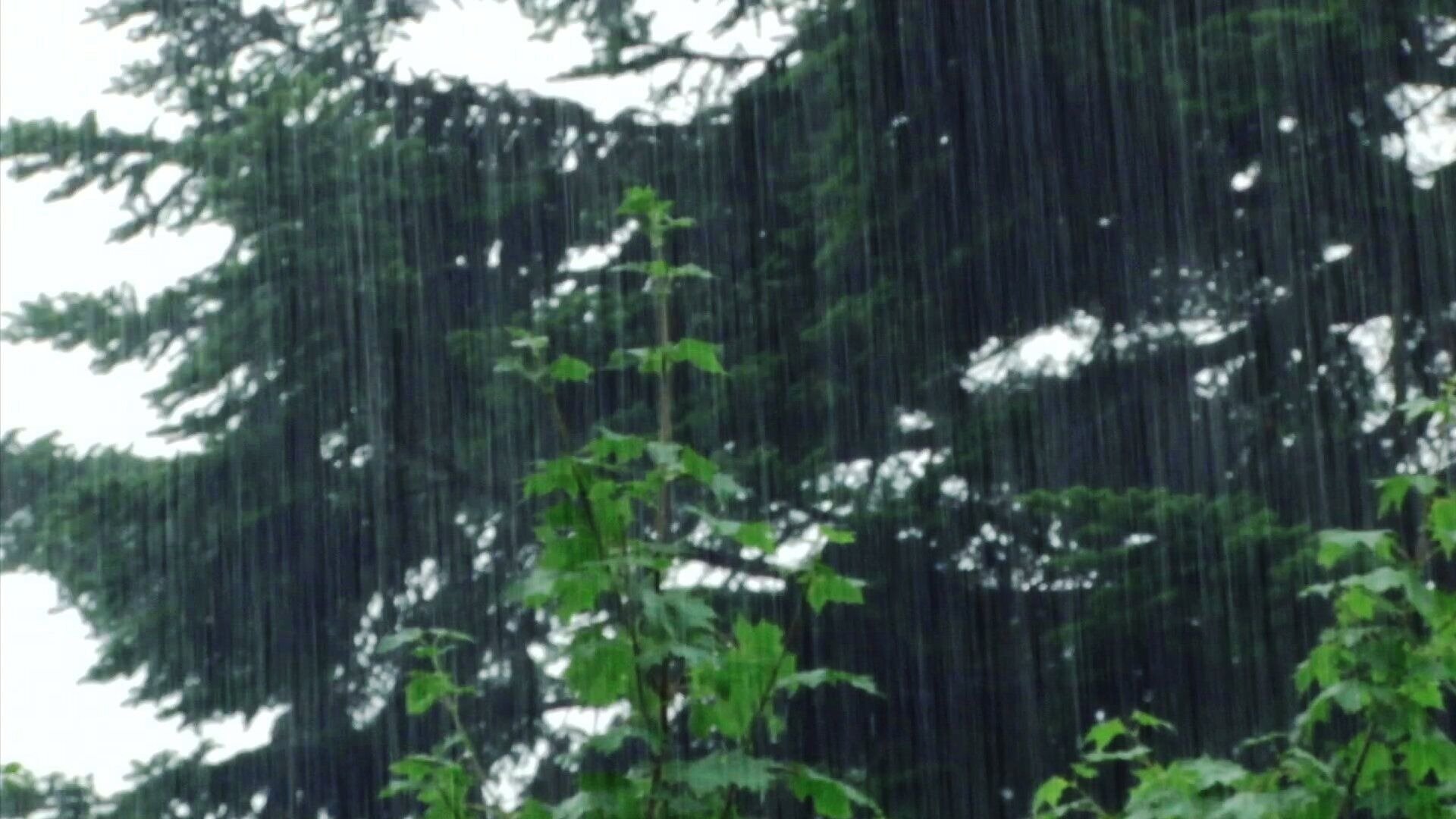 33. Regn