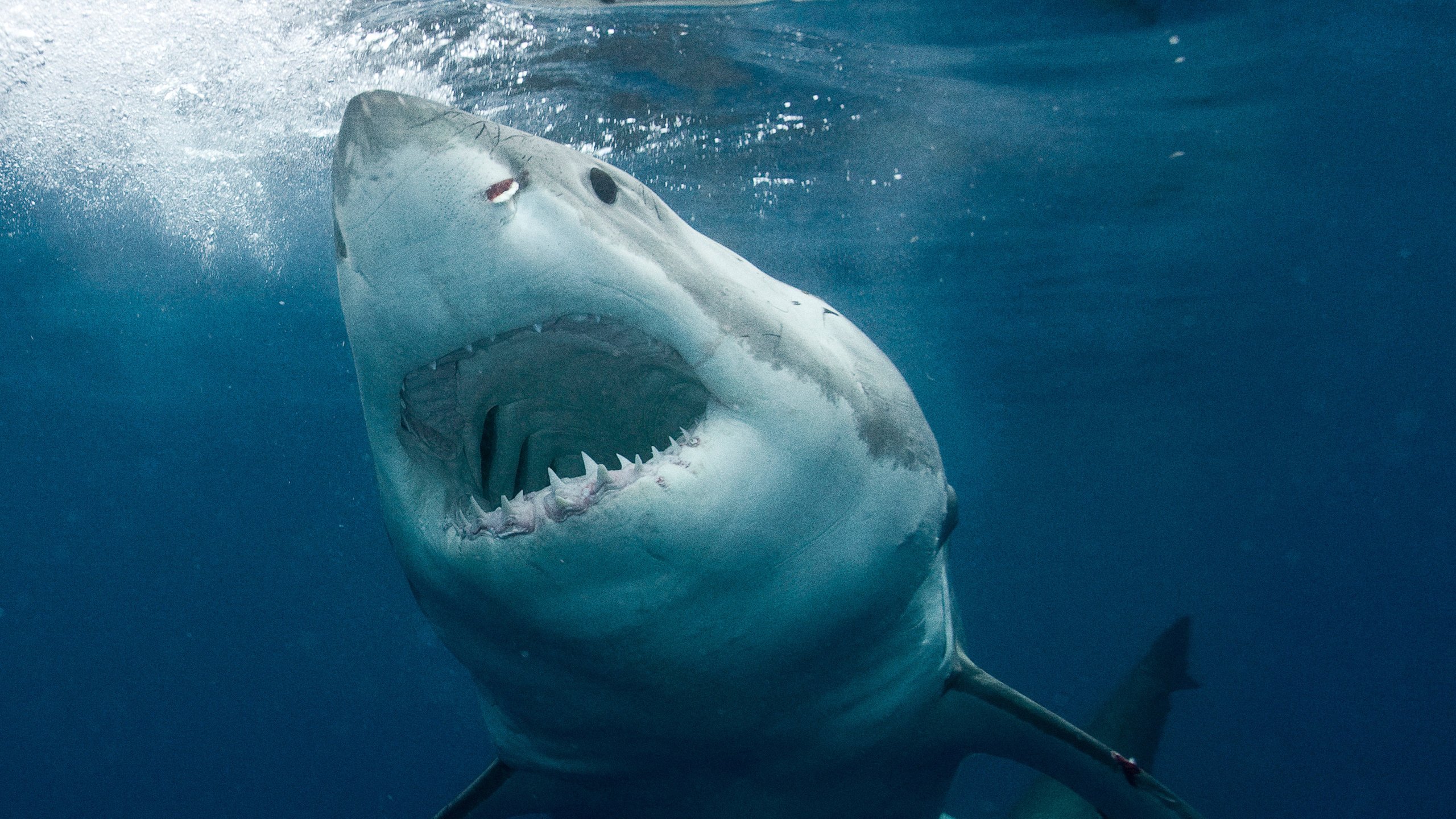 Great White Serial Killer
