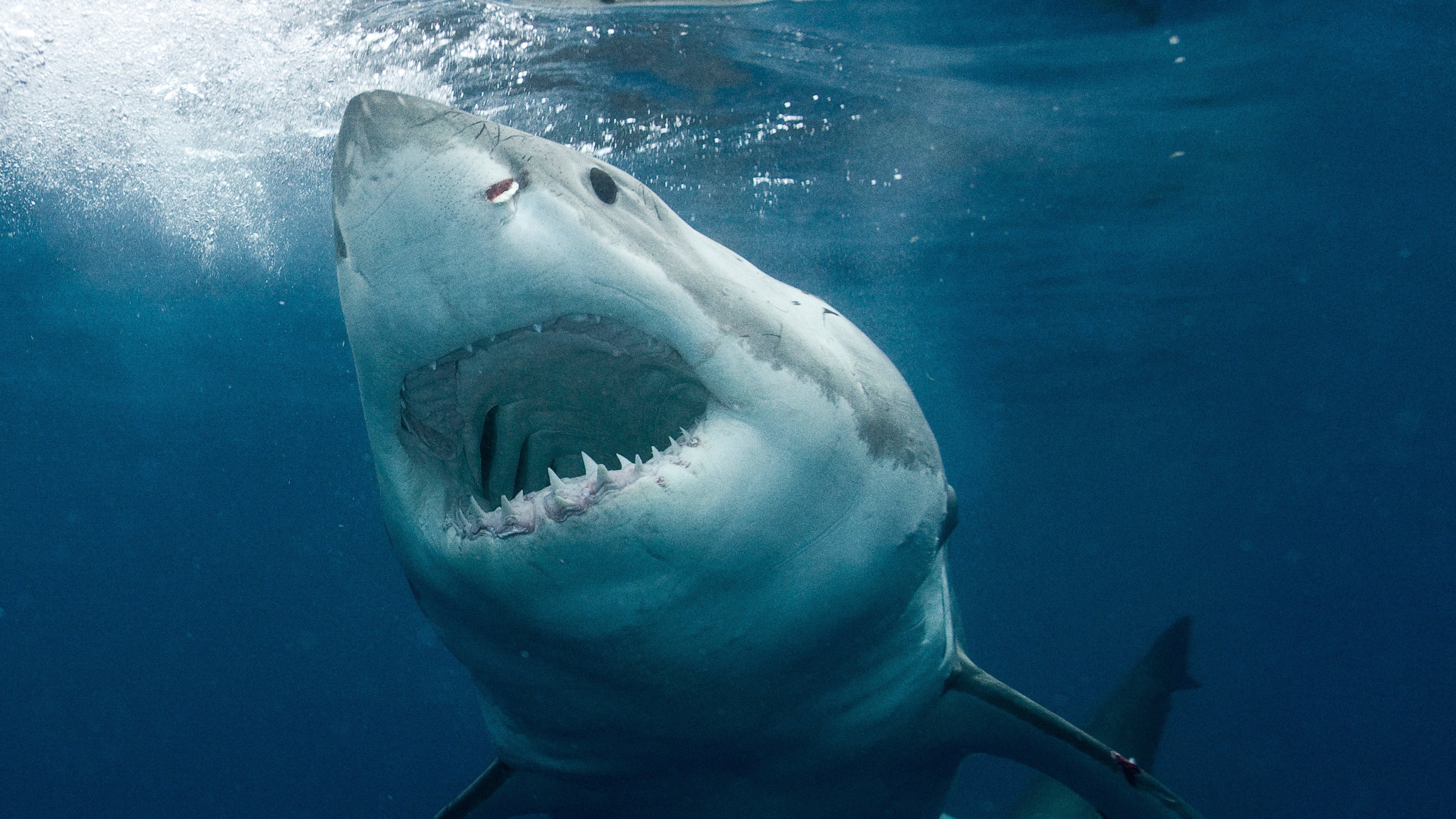 Great White Serial Killer