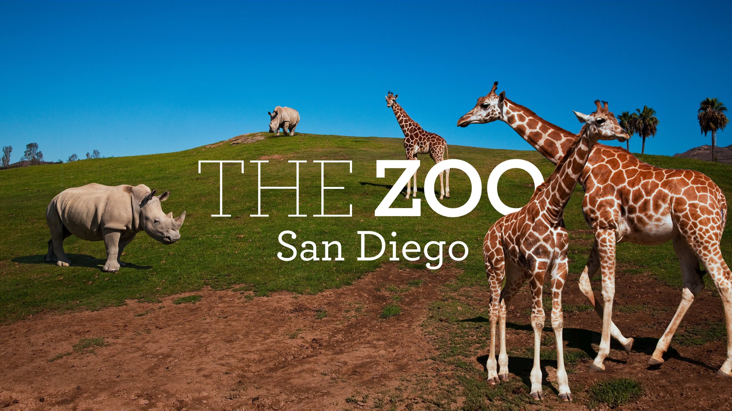 The Zoo: San Diego