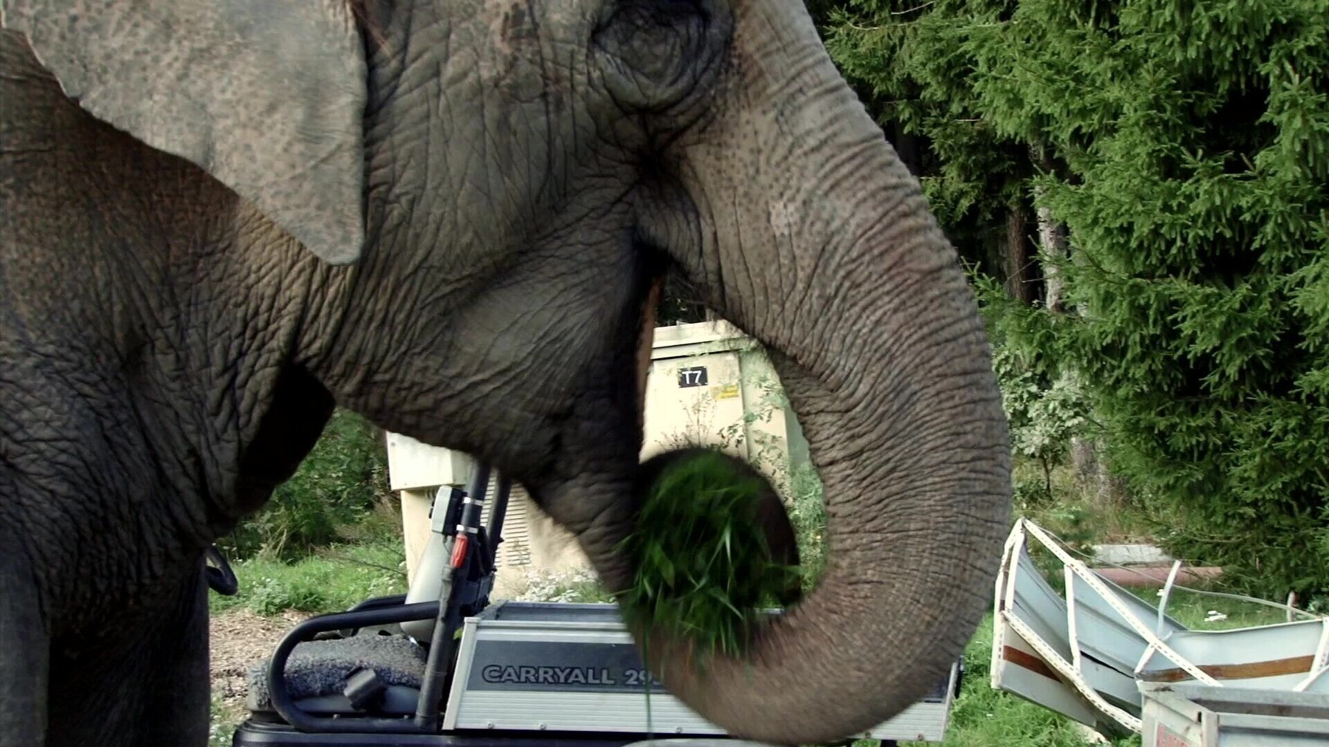 31. Elefant äter gräs