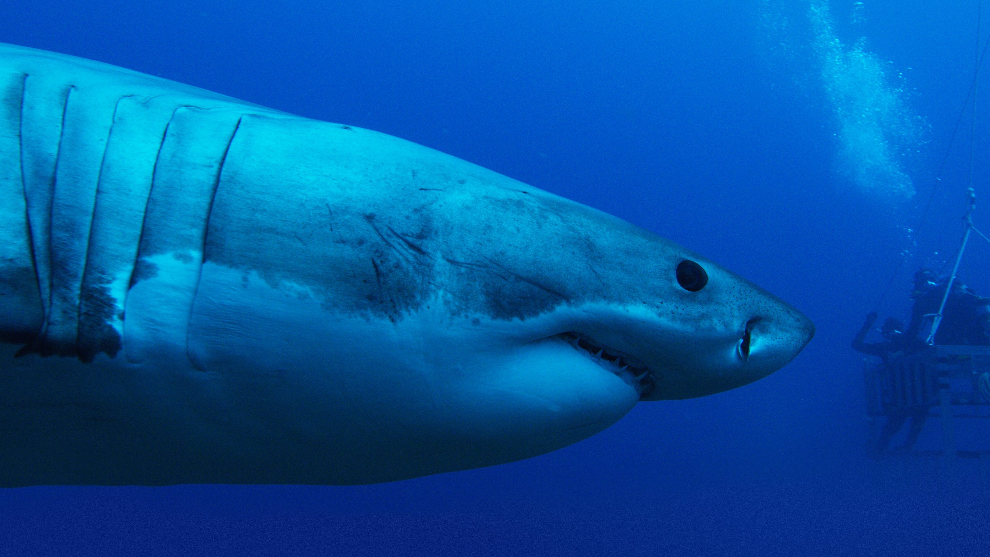Great White Abyss