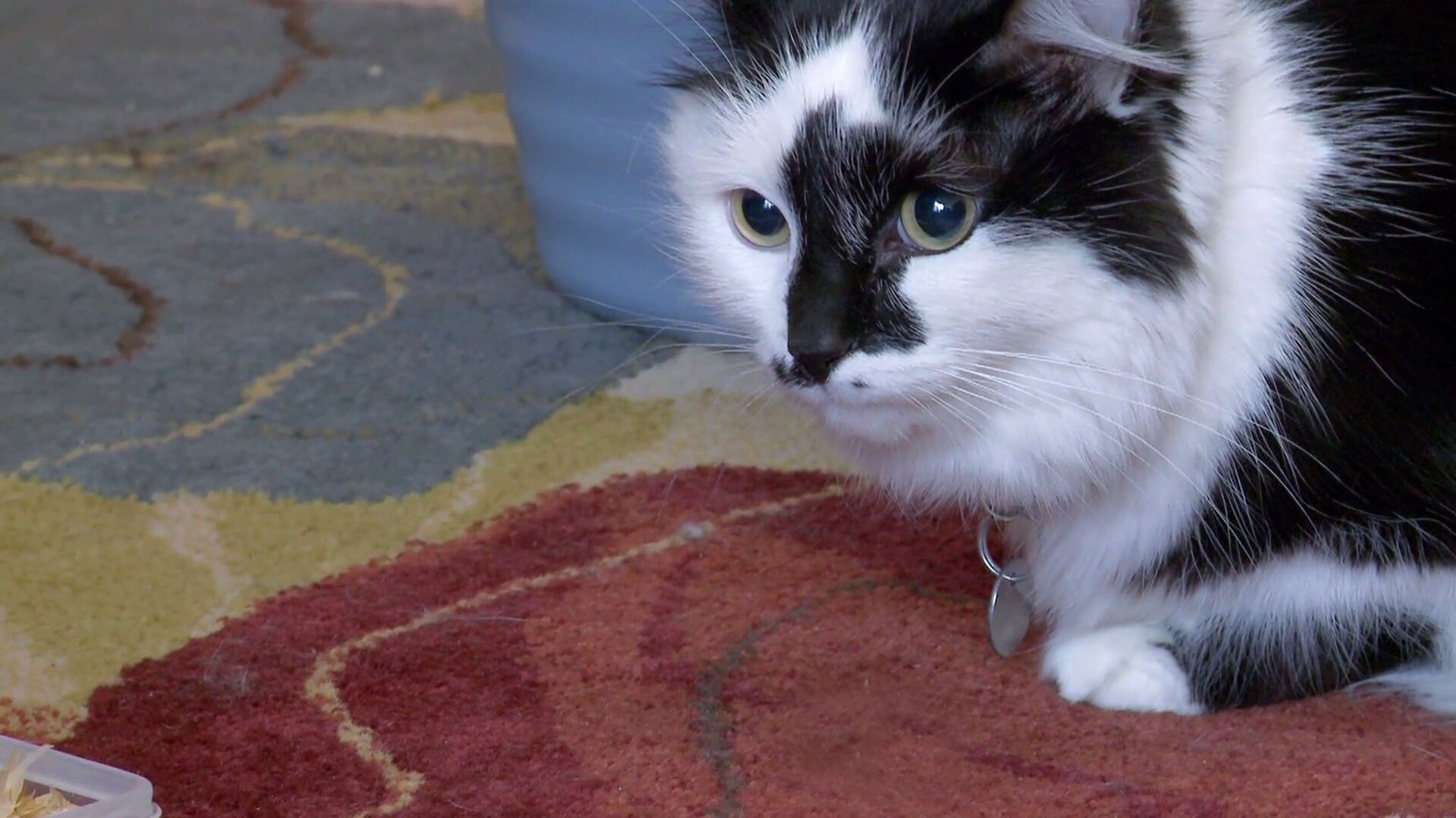 7. 112, min katt håller mig som gisslan!