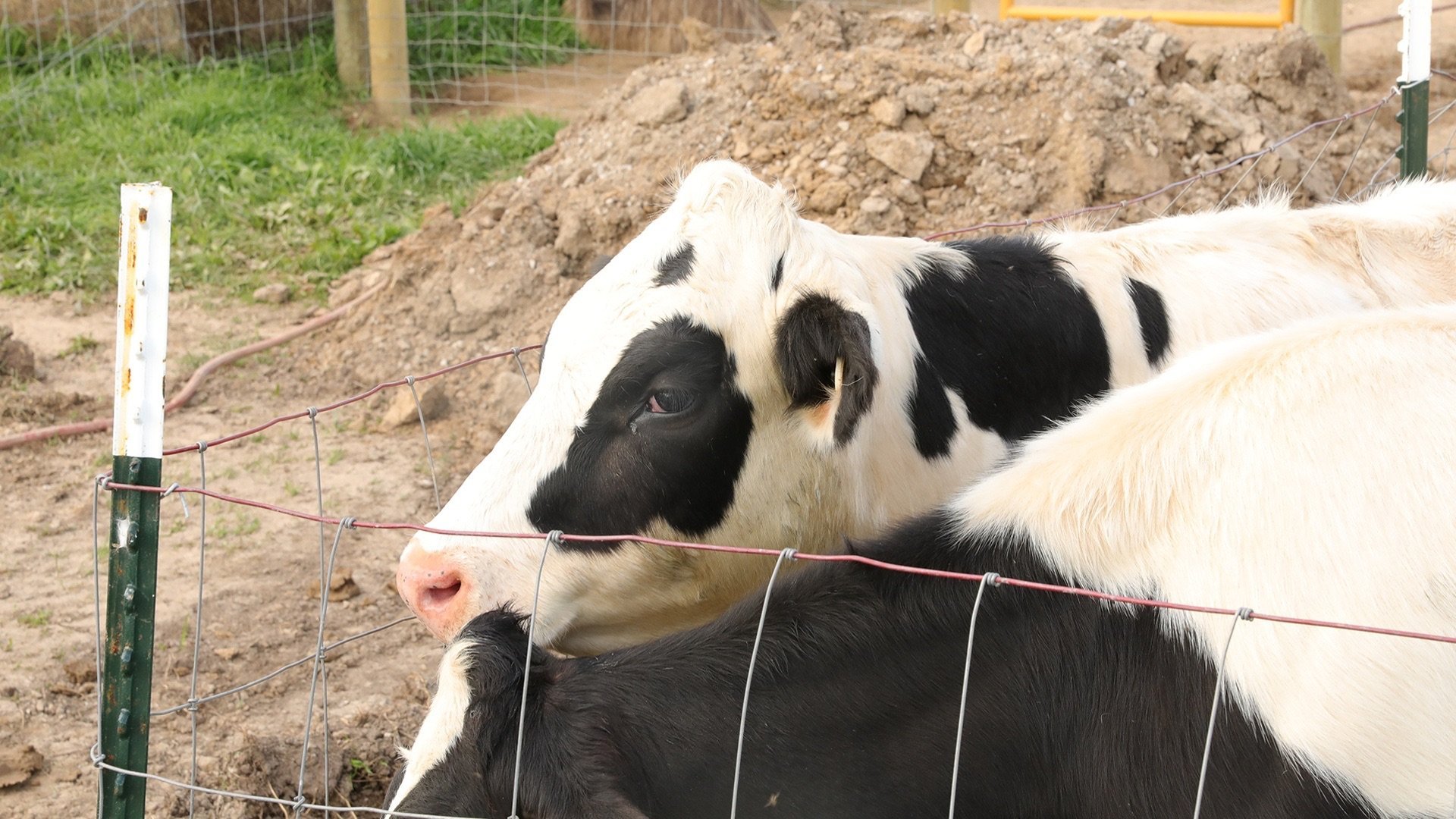 9. Dränera fårhyddan