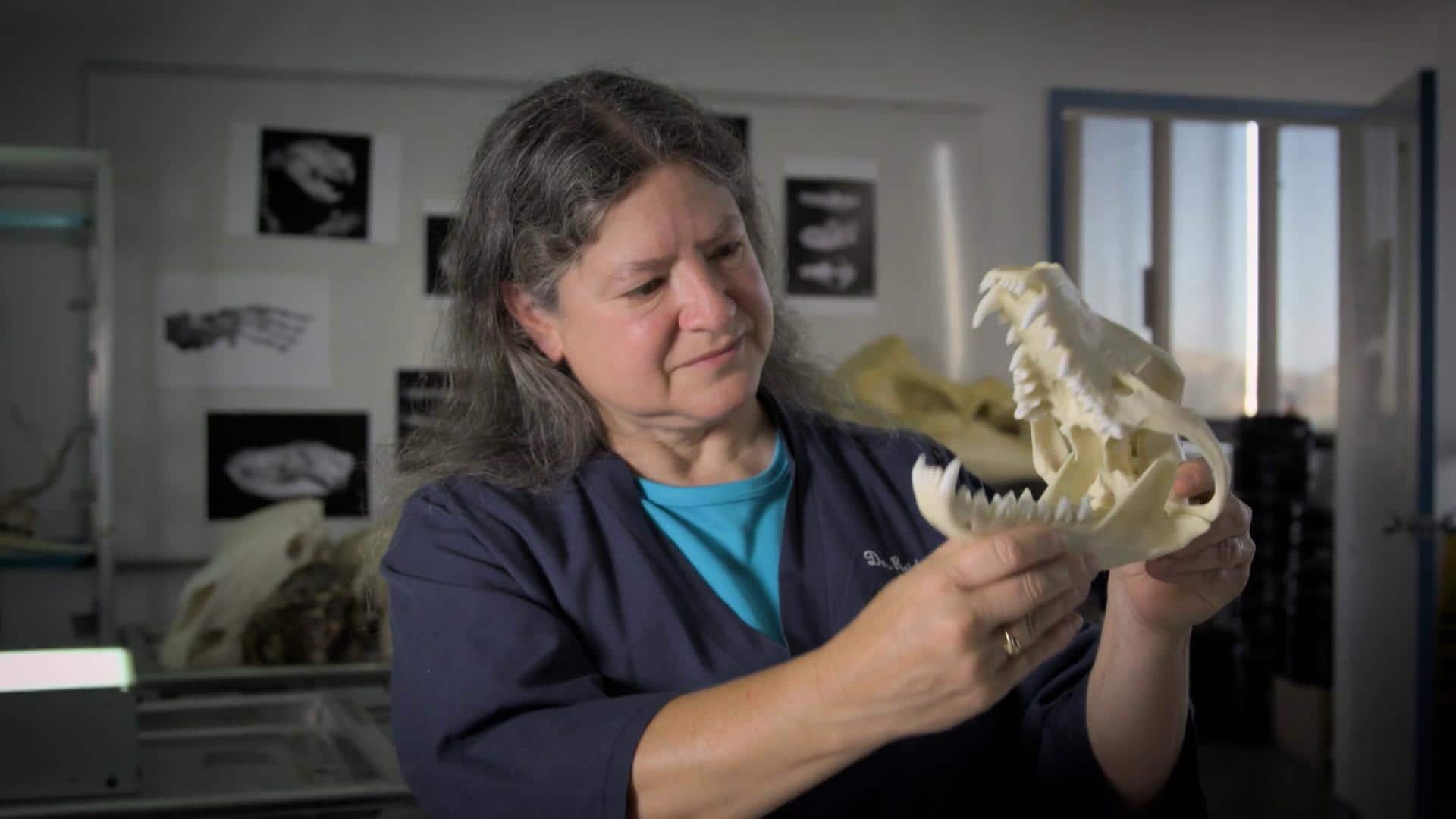 6. Den tasmanska tigern