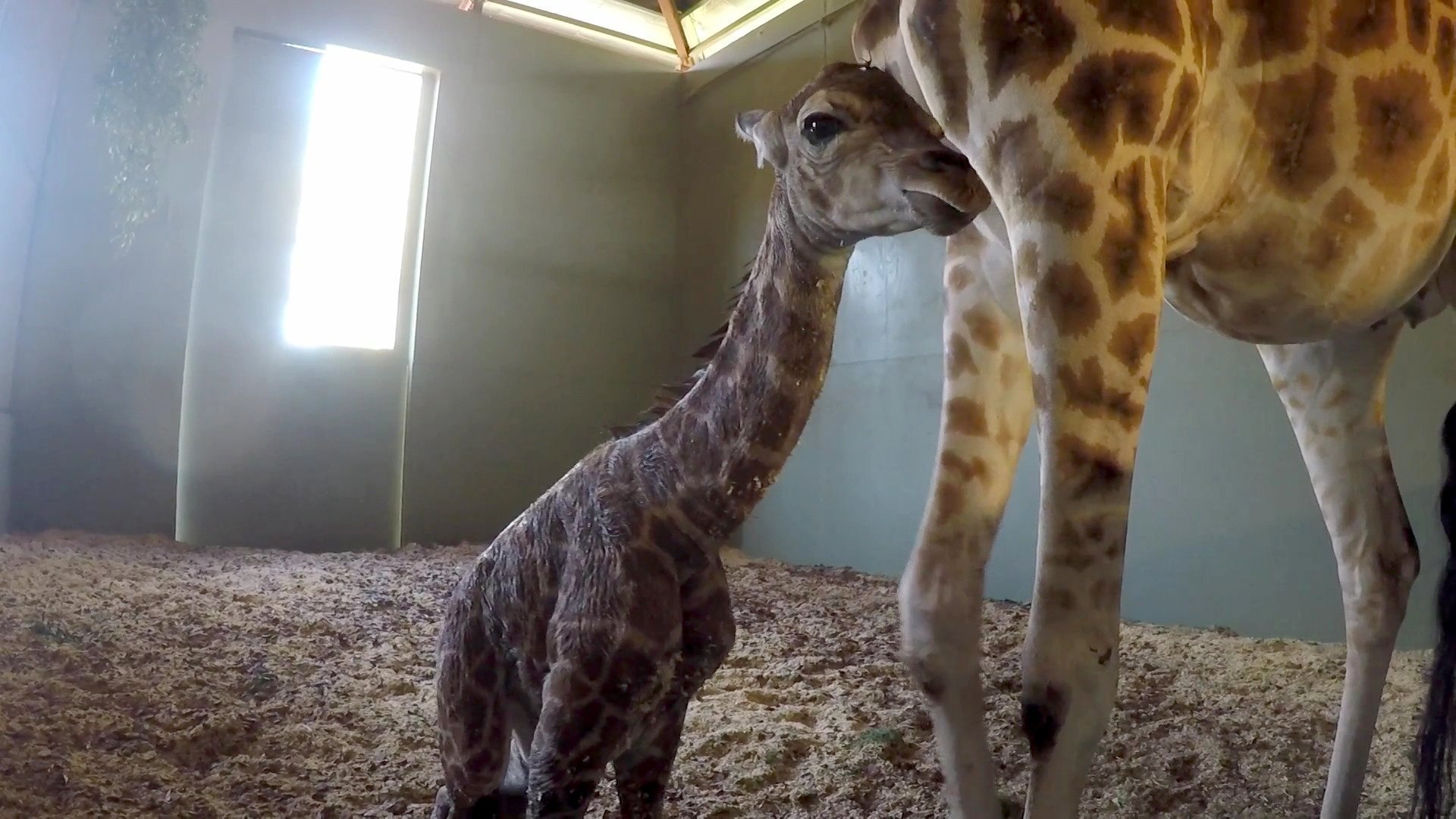 7. It's A Baby Giraffe!