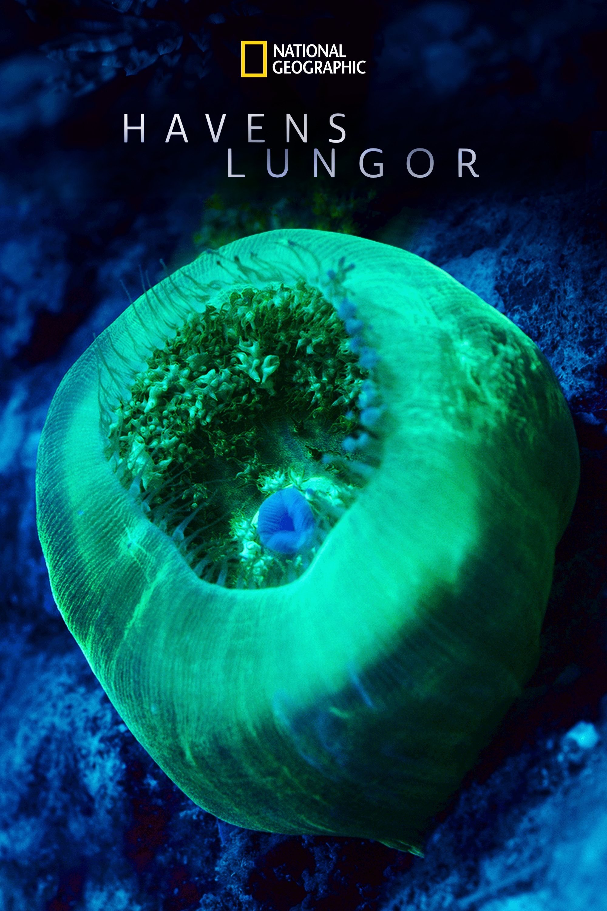 Havens lungor