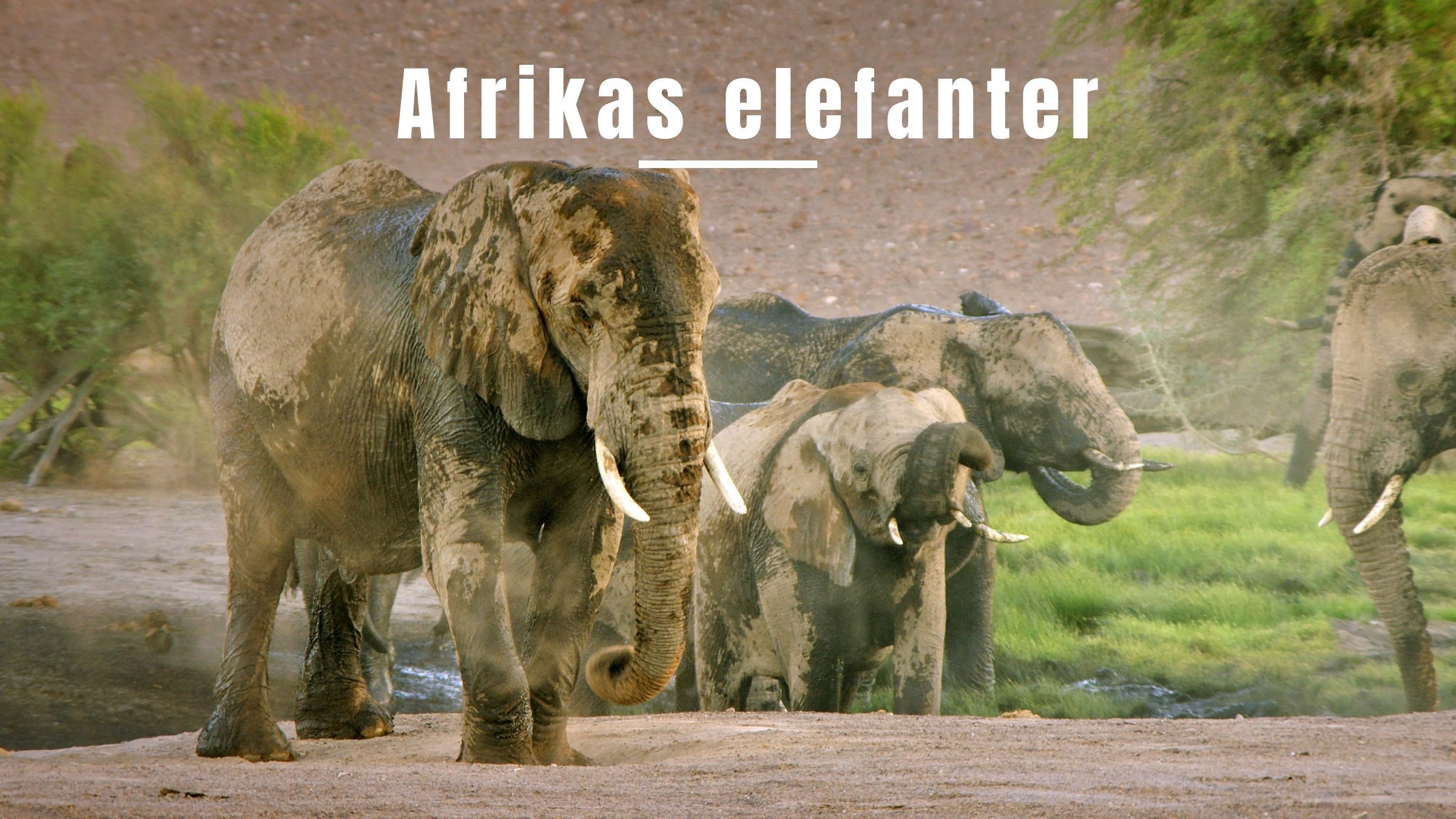 Afrikas elefanter