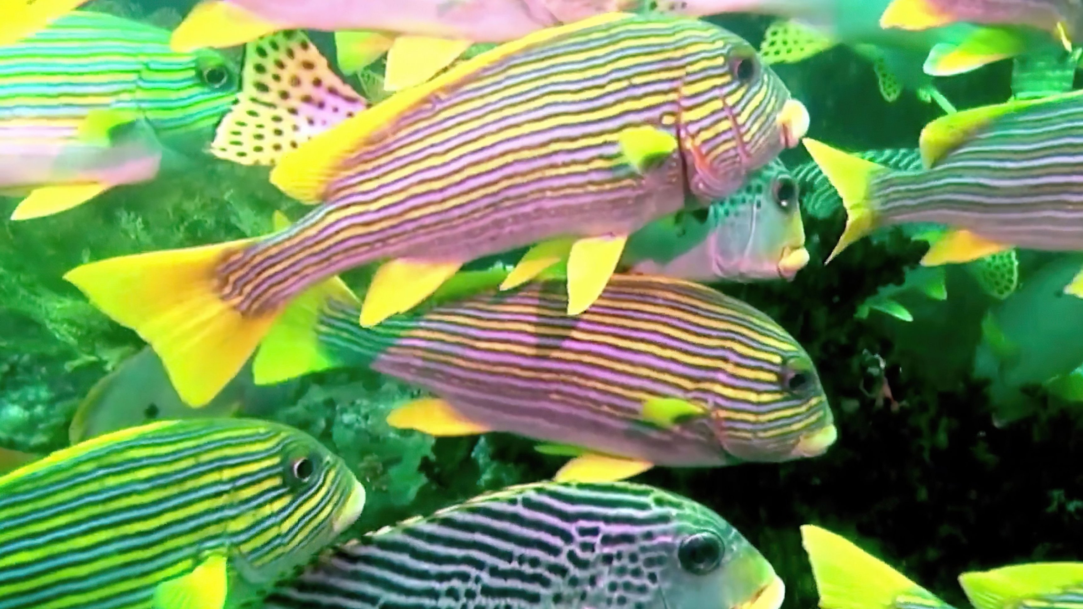 Magical Reef: The Island of the Four Kings