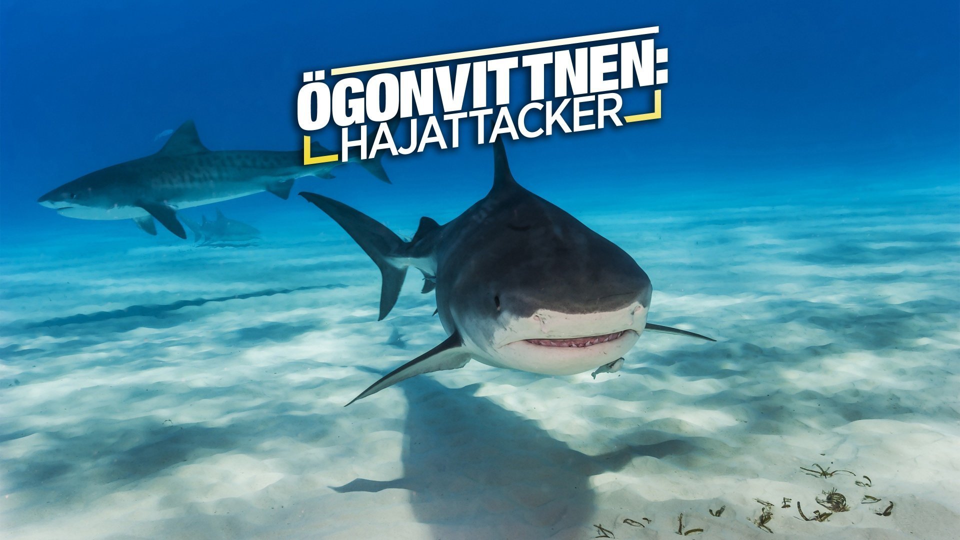 Ögonvittnen: Hajattacker - i dödens käftar