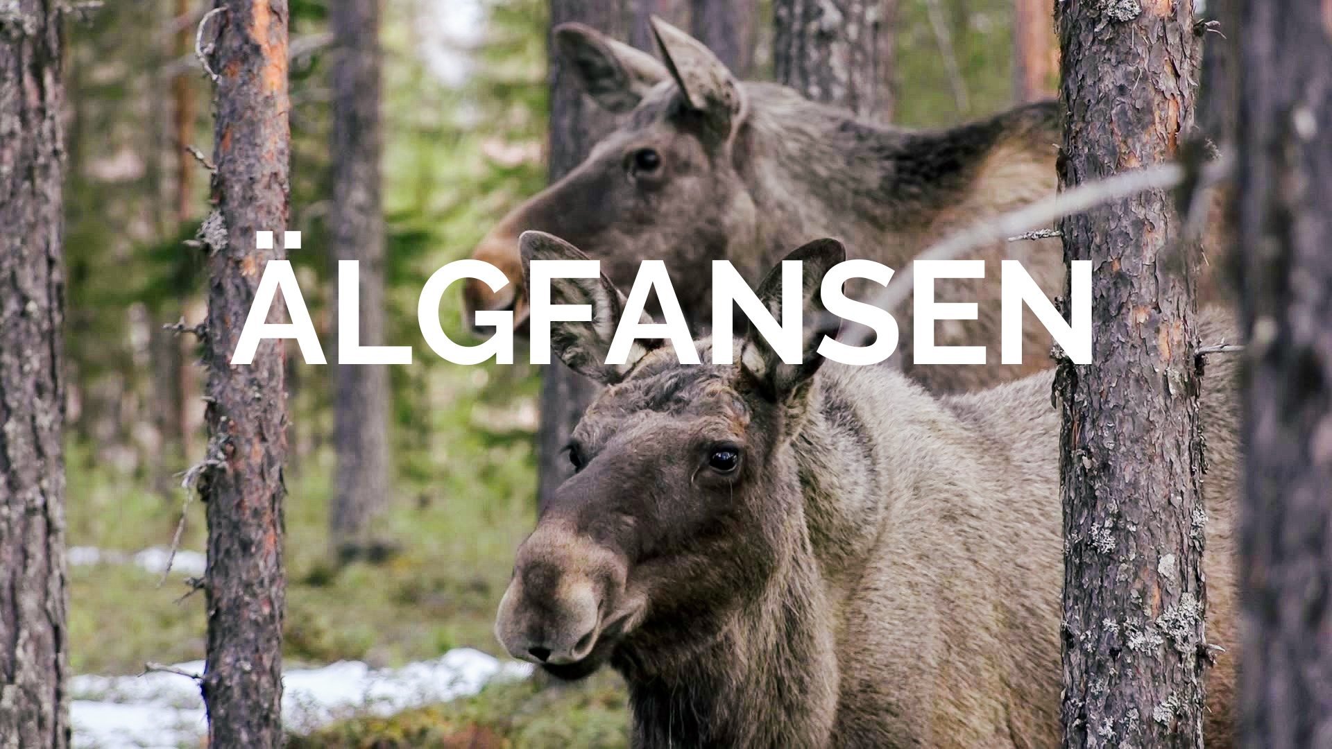 Älgfansen