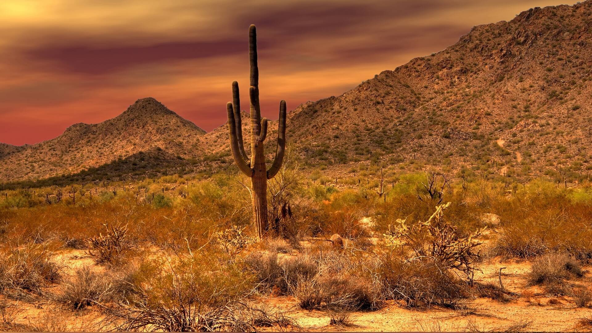Kaktusens hemliga liv