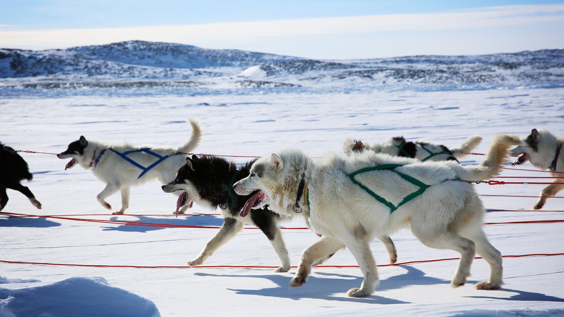 4. Billion Dollar Dogs