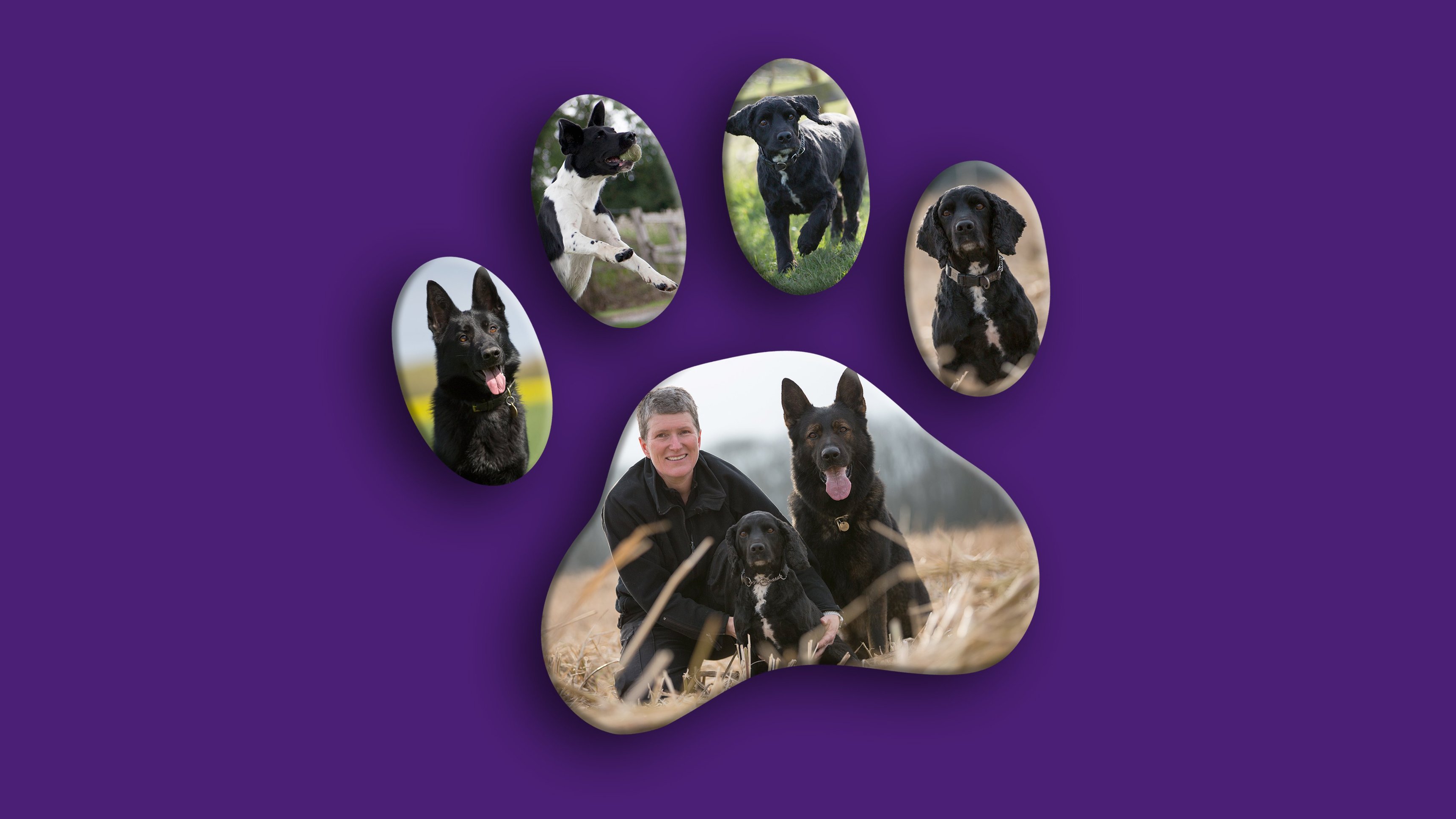 Dog Detectives