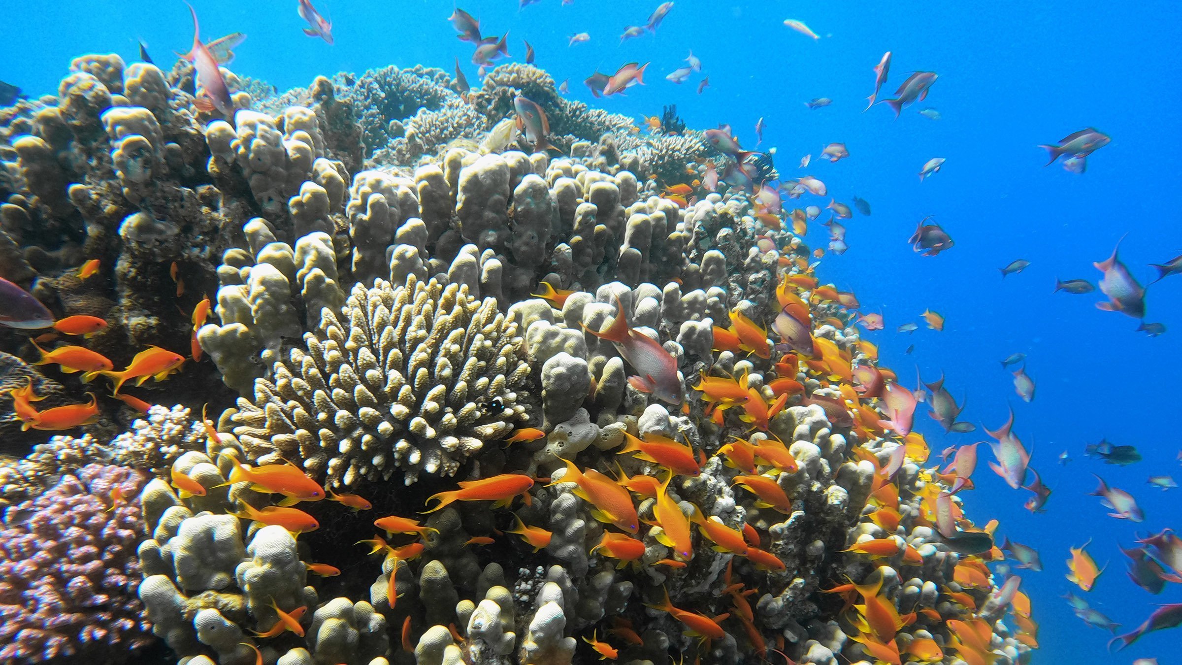 Red Sea: Evolution's Magic Garden
