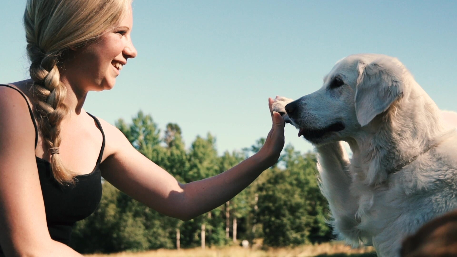 26. Hund gör high five