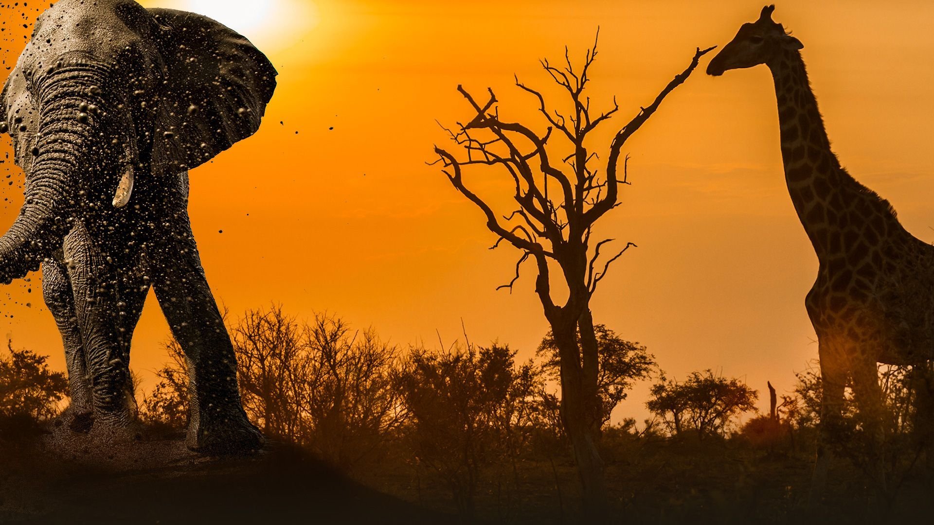 Världens natur: Afrikas hetaste vattenhål