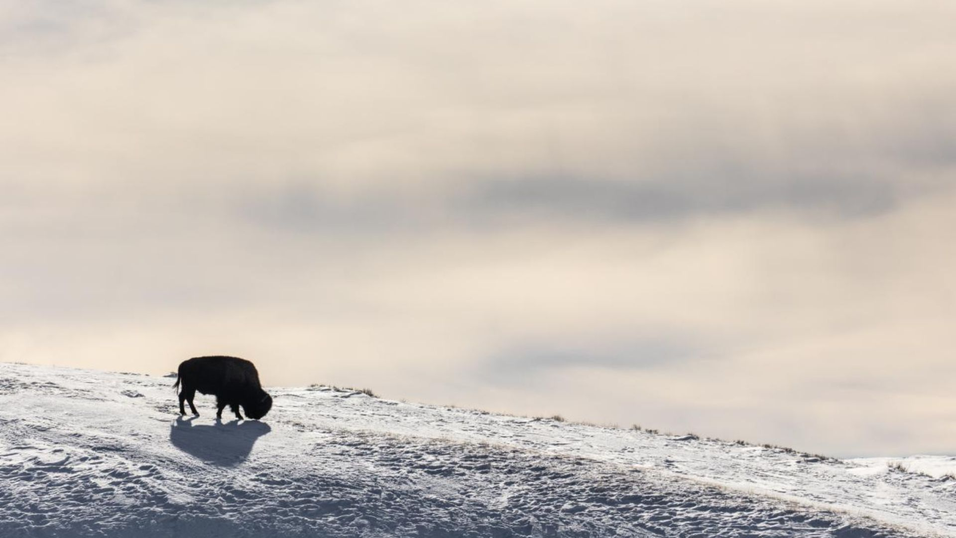 1. Bisonoxar
