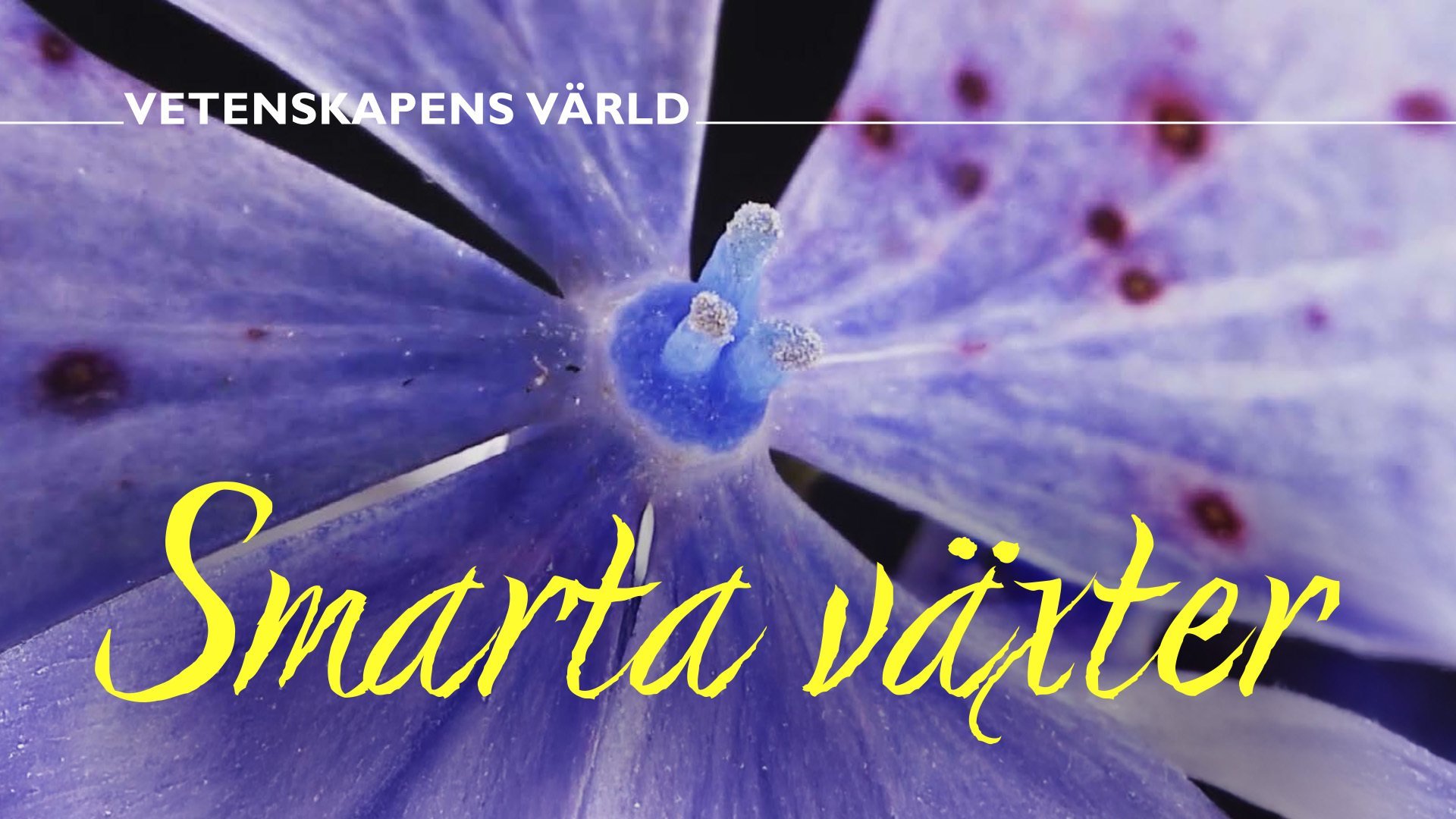 Vetenskapens värld: De smarta växterna