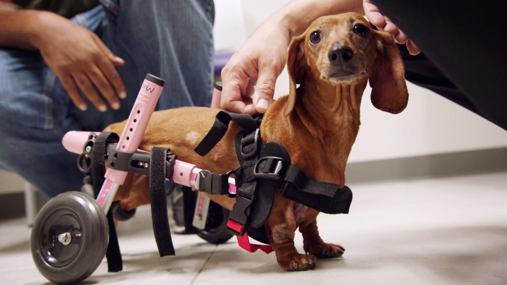 4. The Vet Mobile
