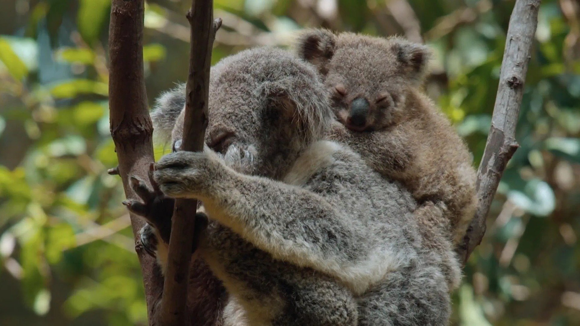 10. Woodland Wanderers