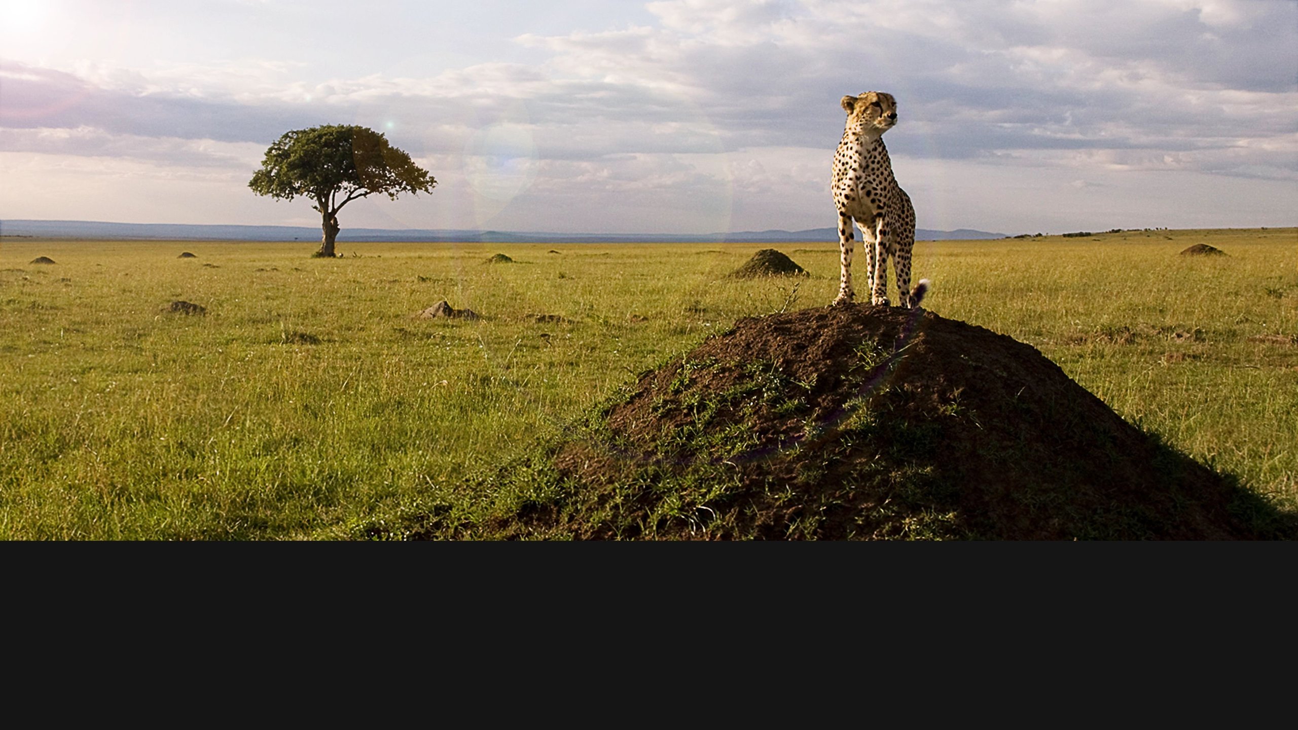 African Cats