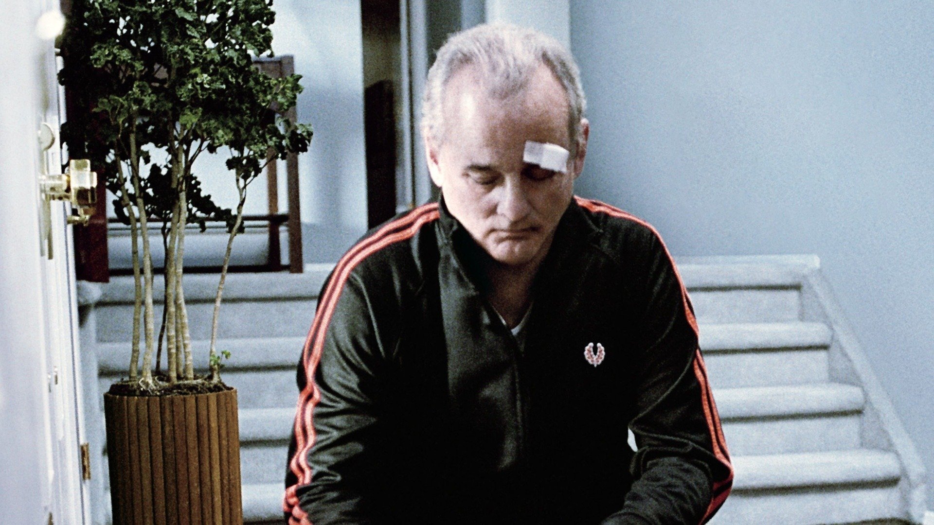 Broken Flowers