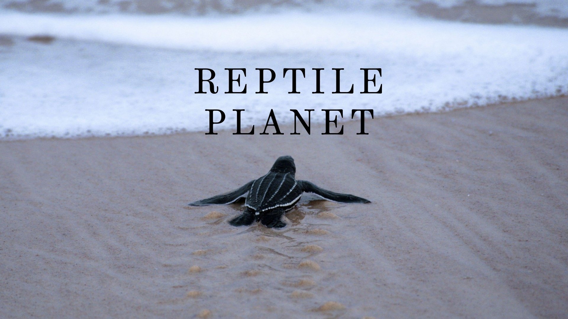 Reptile Planet