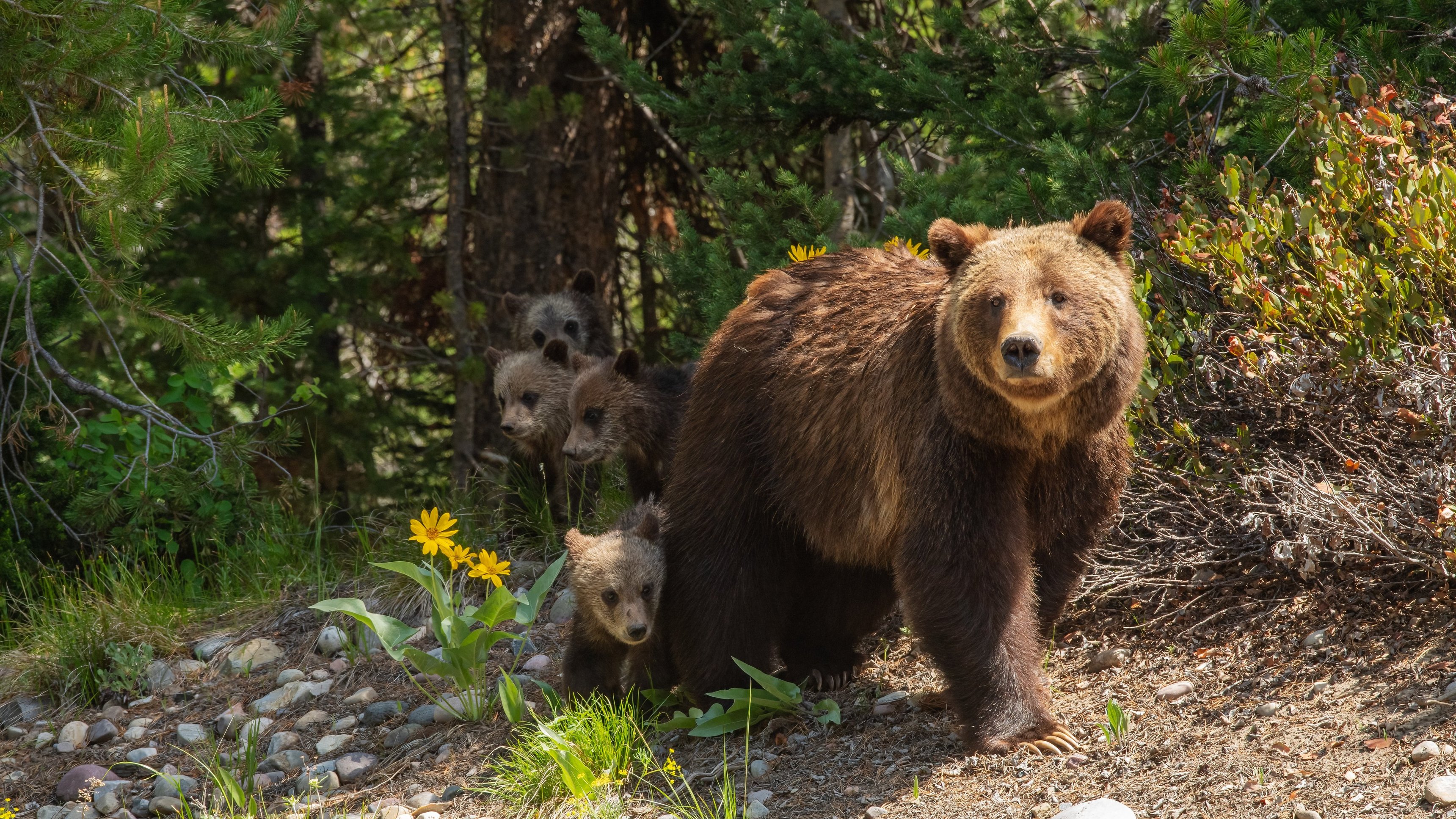 Tetons drottning: grizzly 399