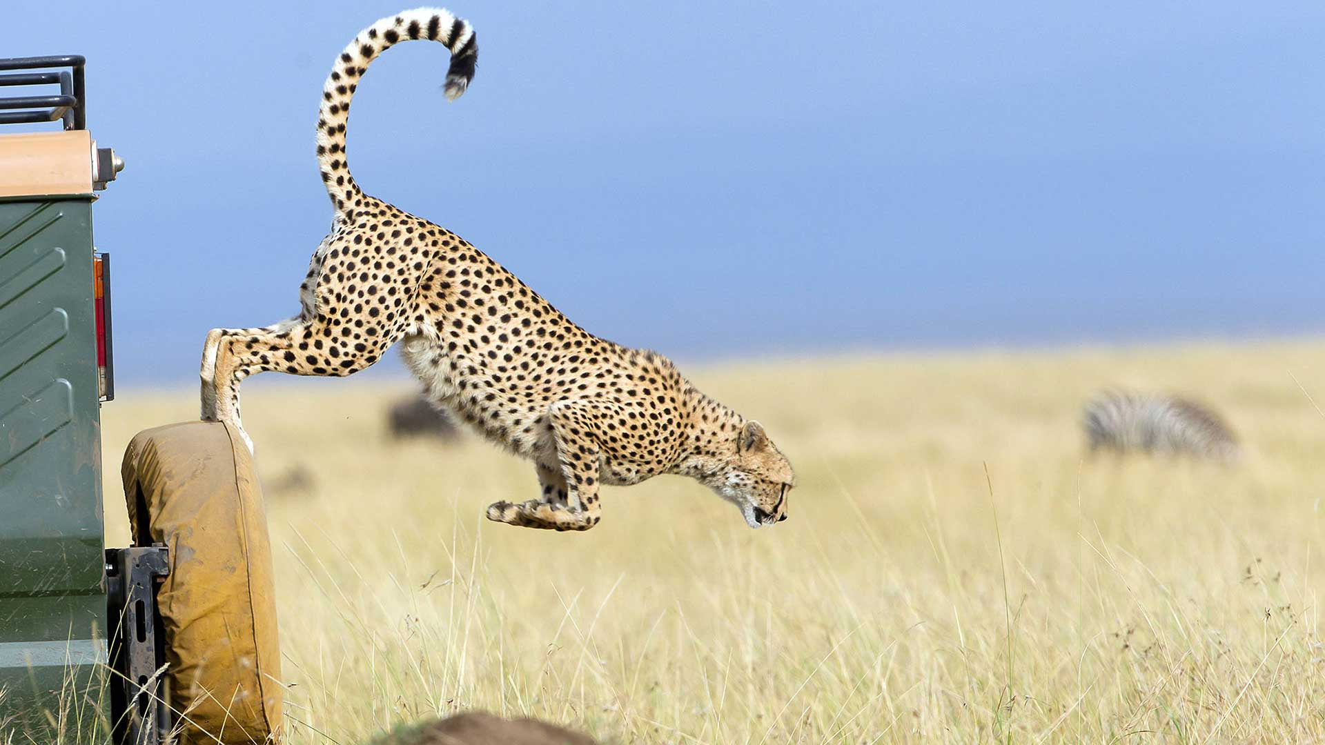 2. Afrikas jägare 2