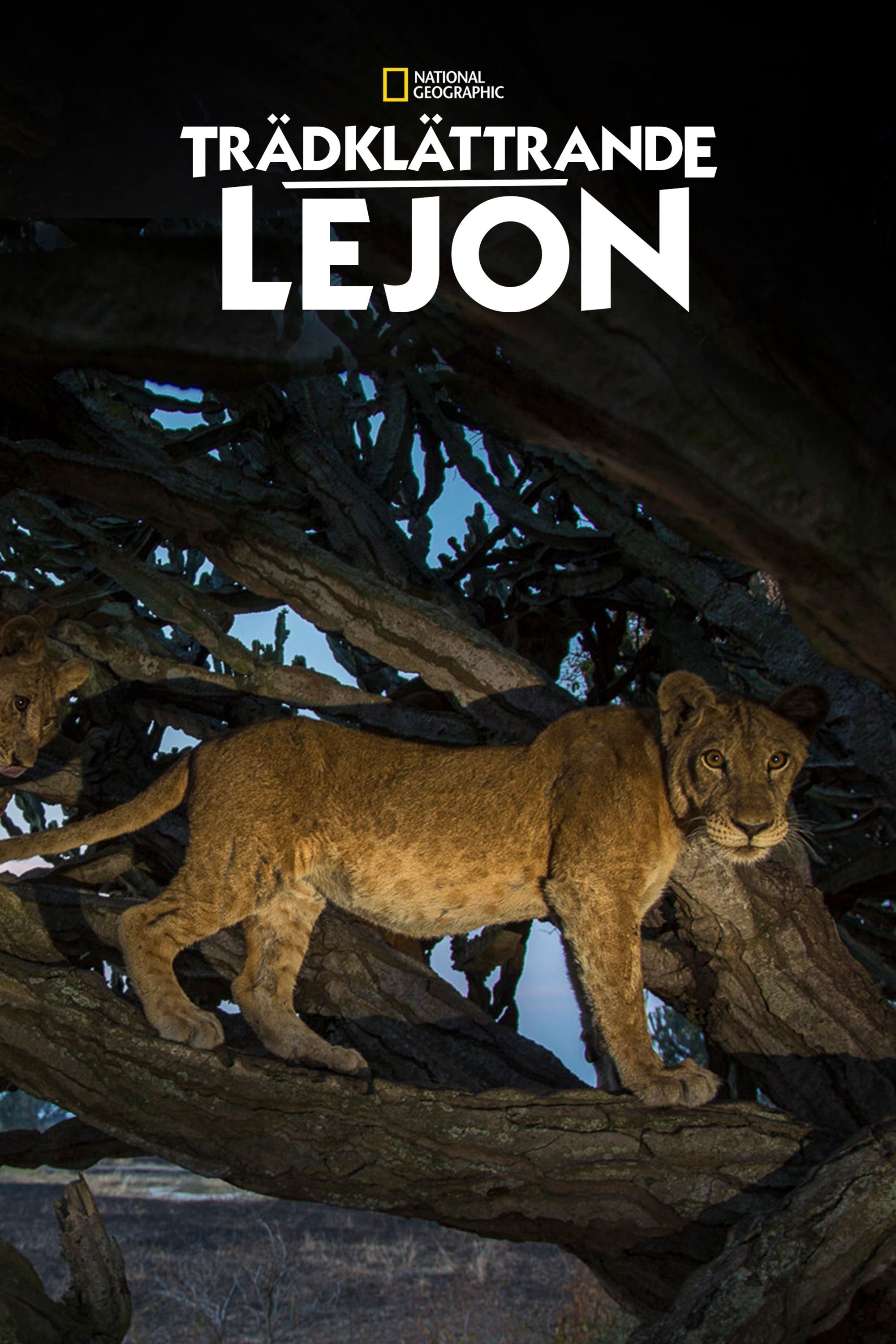 Trädklättrande lejon