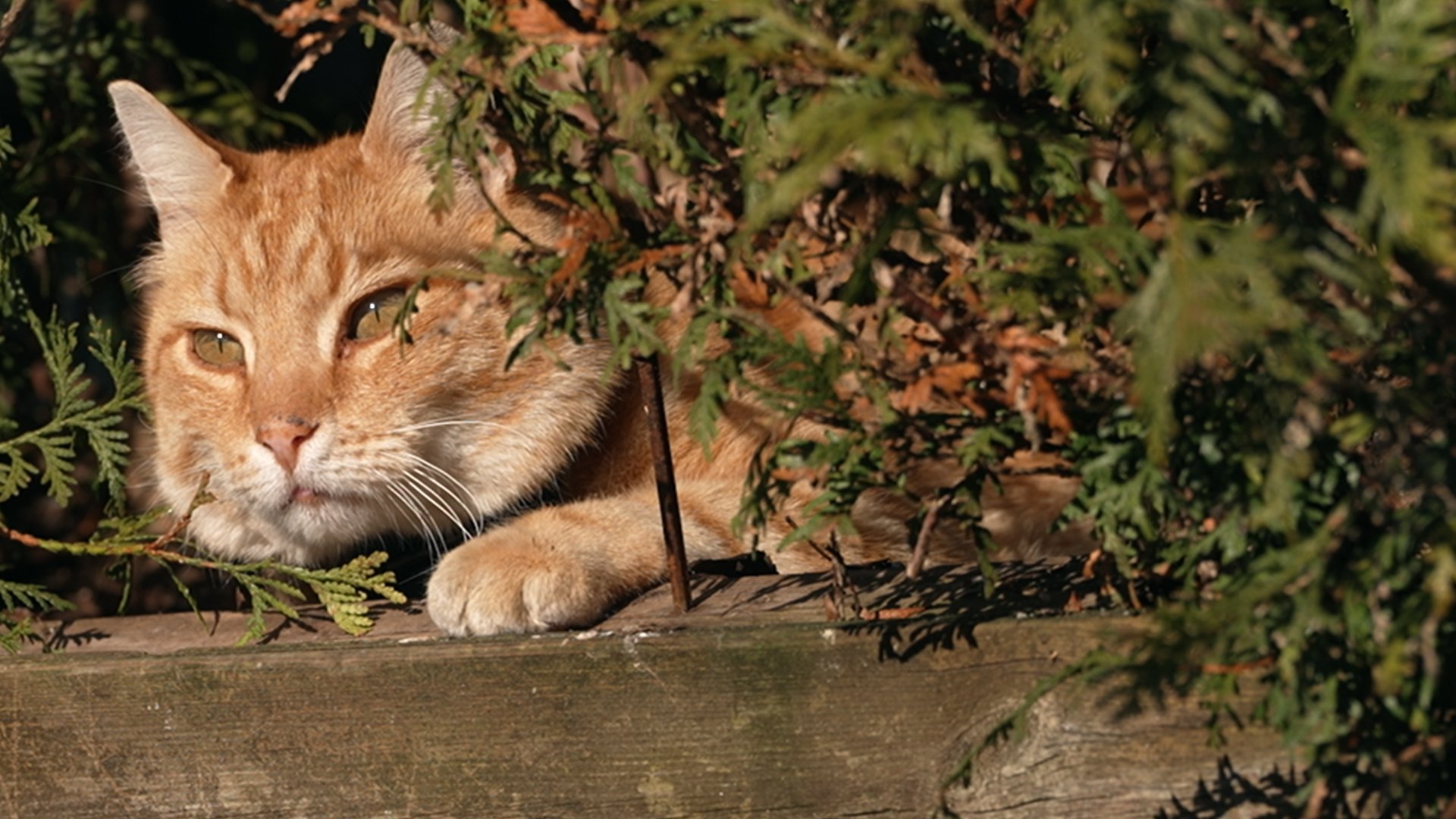 En helg med Luffar-Lasse