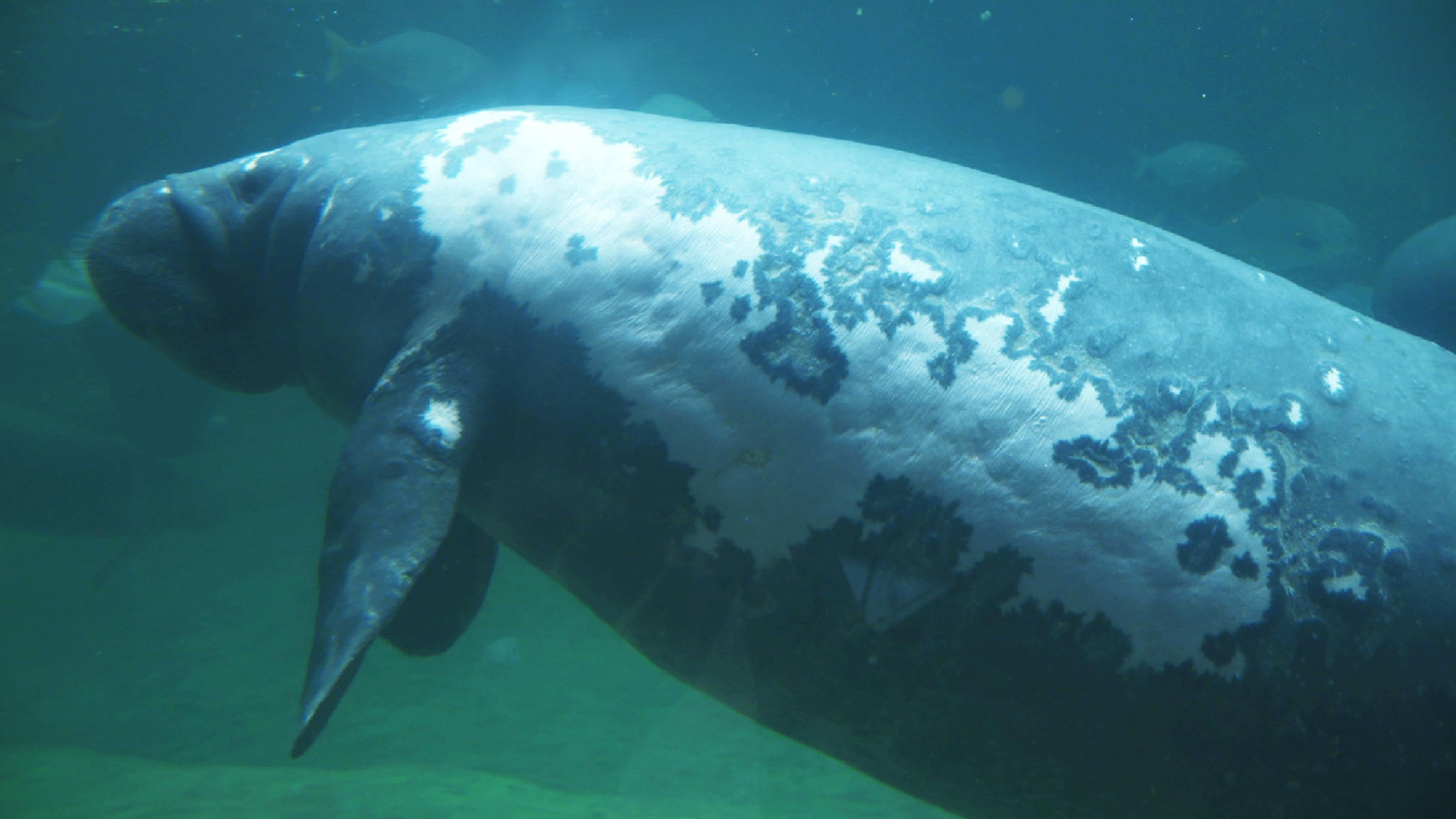 2. Stand By Your Manatee