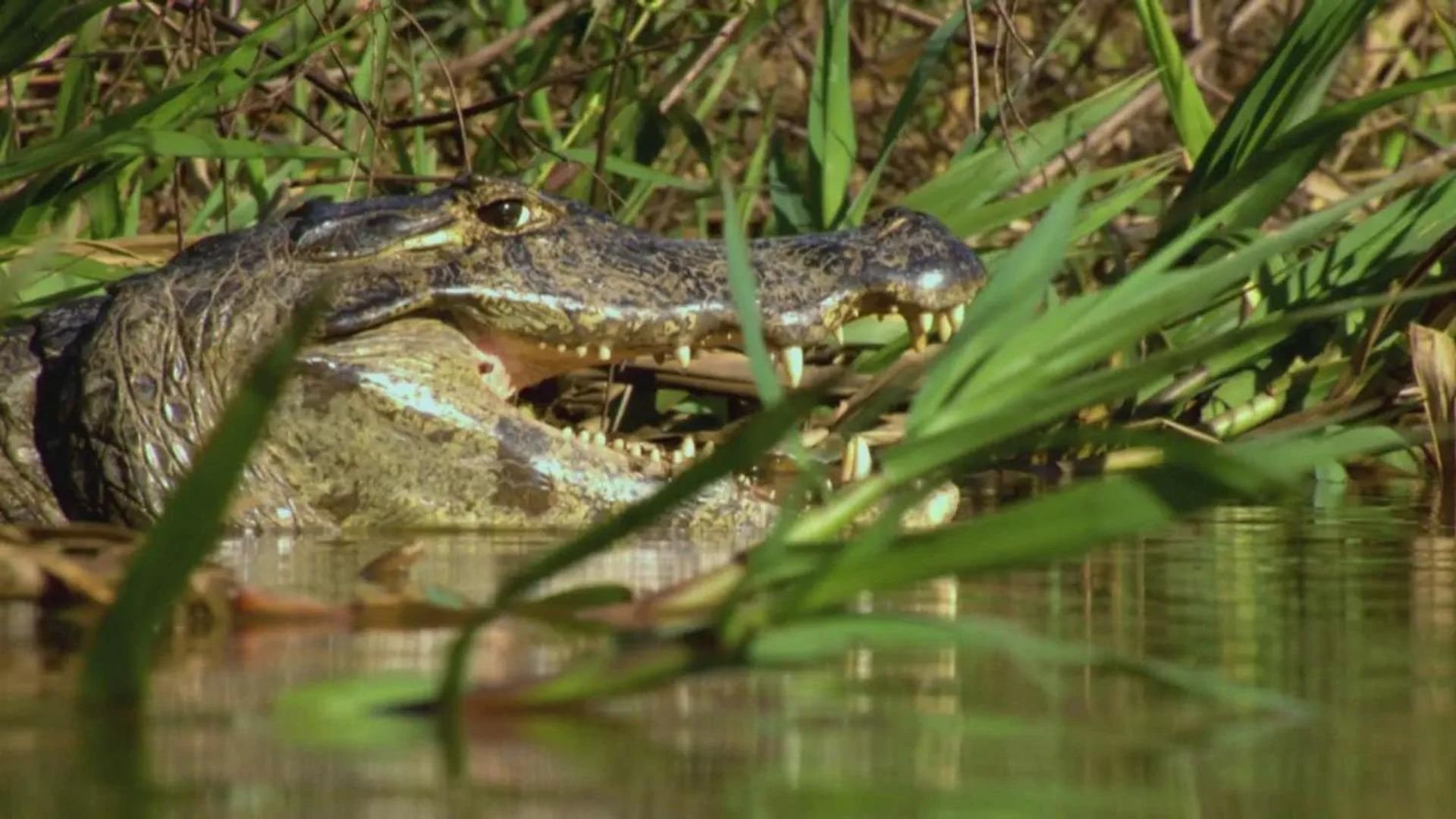 2. Den farliga kusten